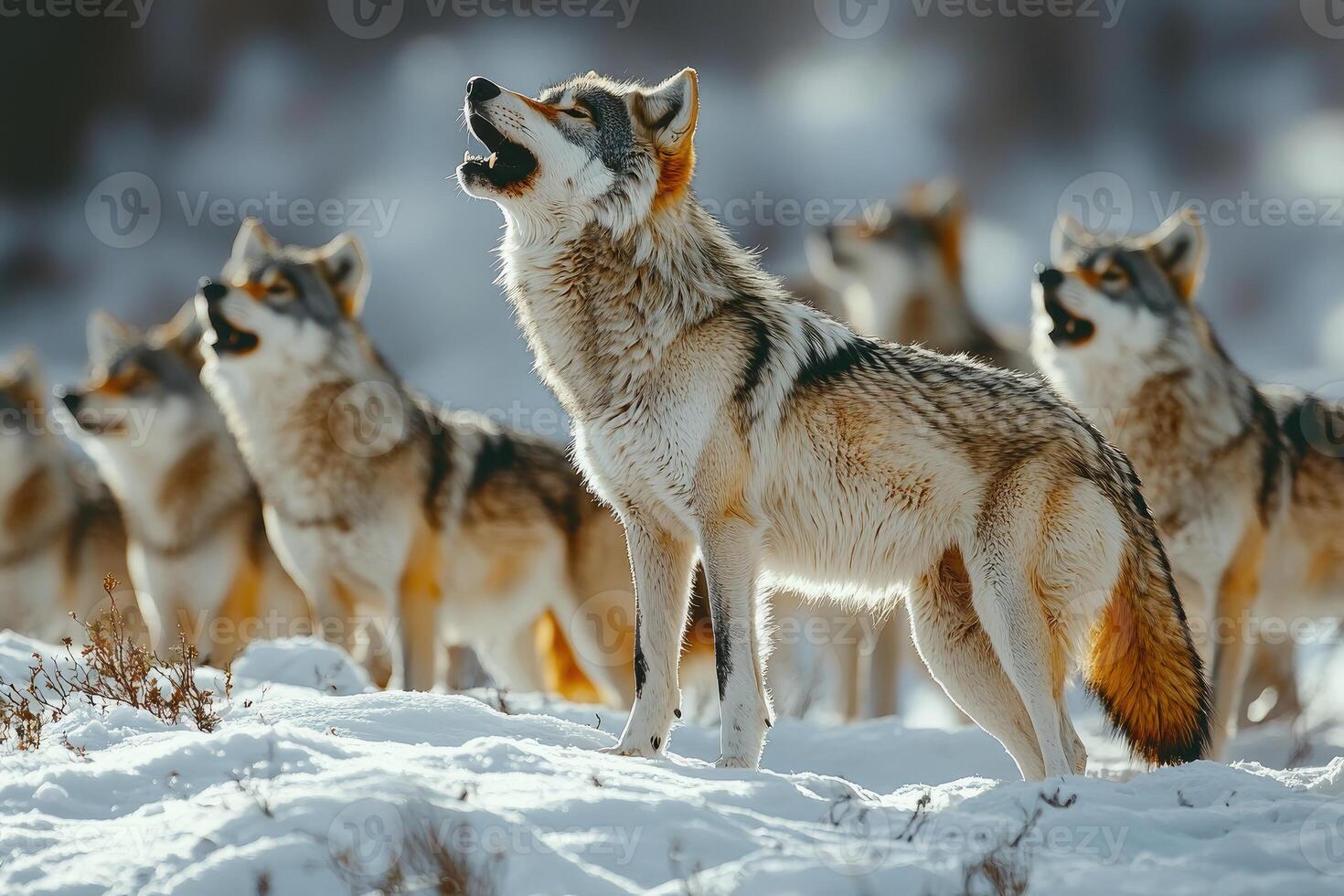 A Wolf Howls In A Snowy Winter Pack photo