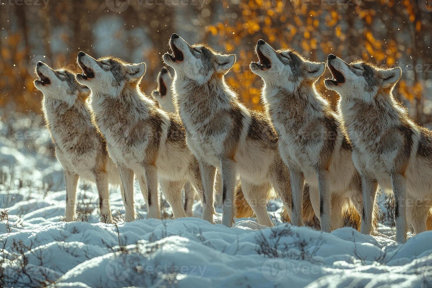 A Pack Of Wolves Howling In Winter Snow photo
