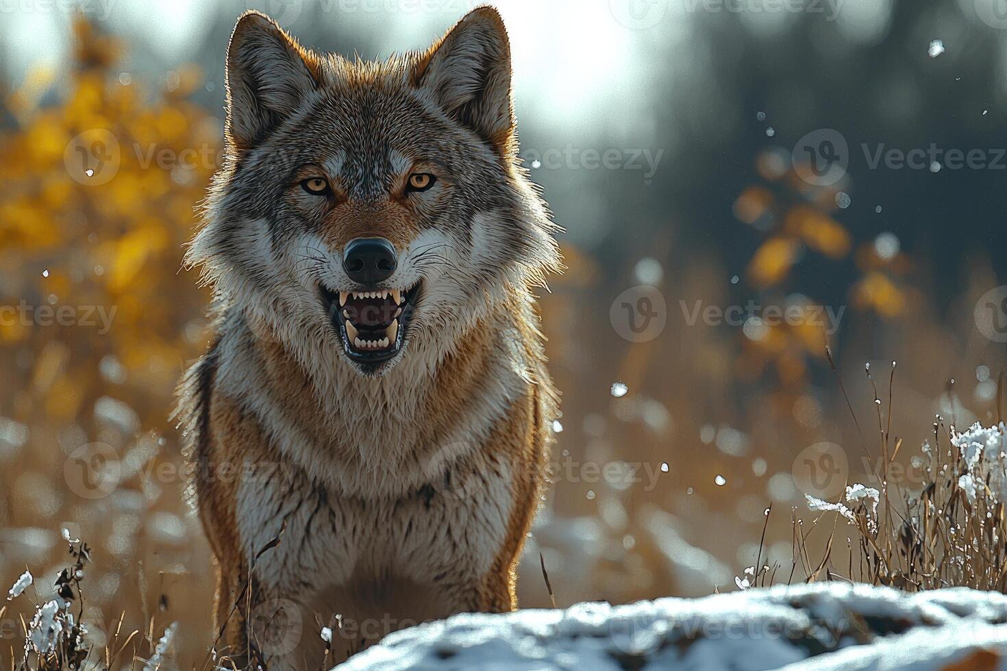 Grey Wolf Showing Teeth In Winter Landscape photo