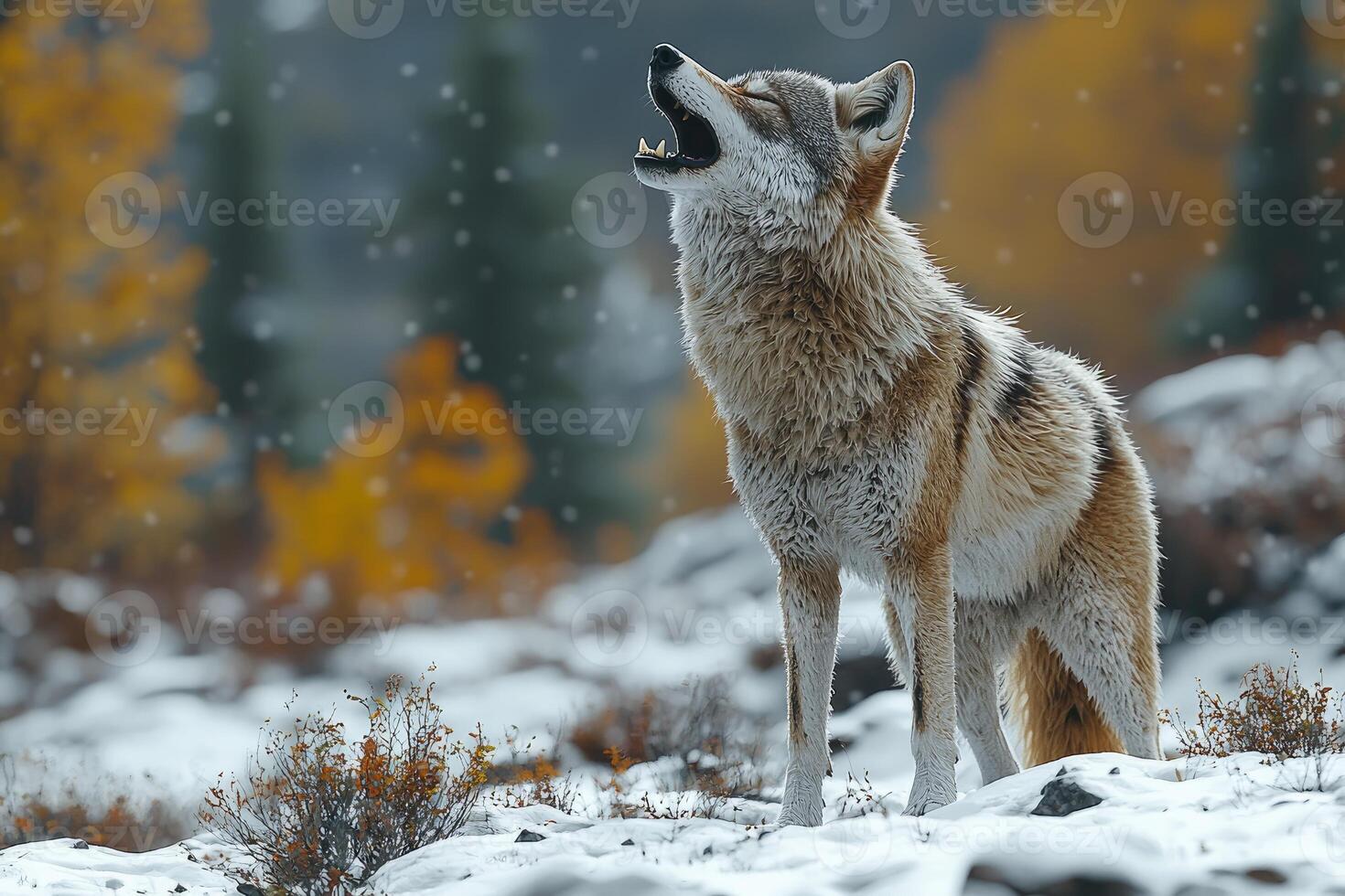 A Lone Wolf Howls in a Snowy Autumn Landscape photo