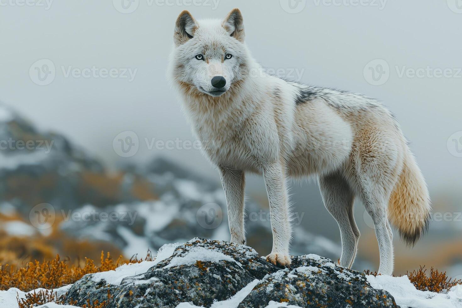 Arctic Wolf Stands on Snowy Mountain Rock photo