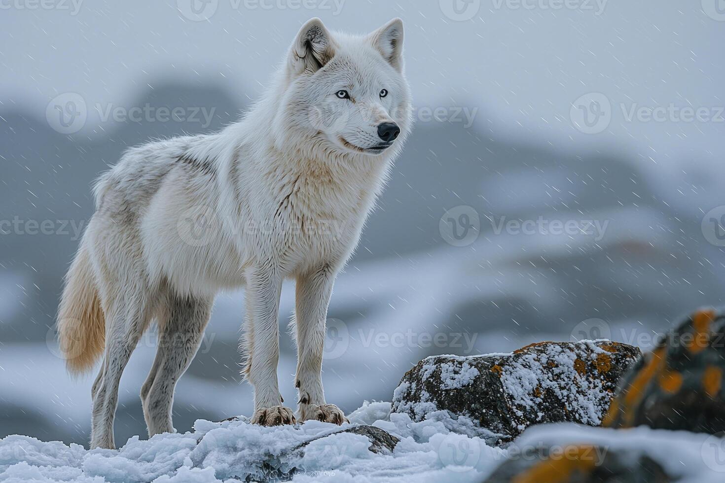 Arctic Wolf Standing on Snowy Rocks photo