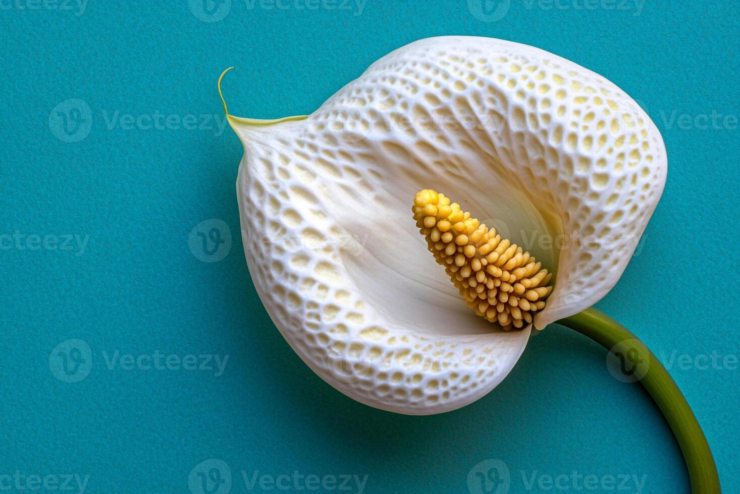 Arisaema on a vibrant background, top view photorealistic flower photo