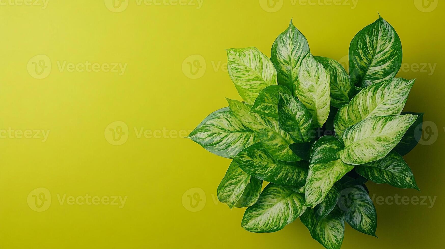 Top view photorealistic Arrowhead Plant, plant set on a vibrant background photo