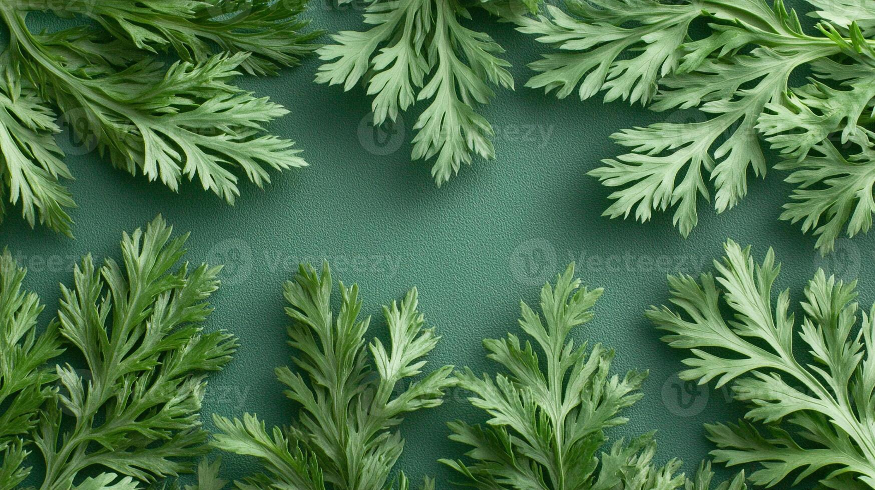 Top view Artemisia dracunculus on a vibrant background, plant setting photo