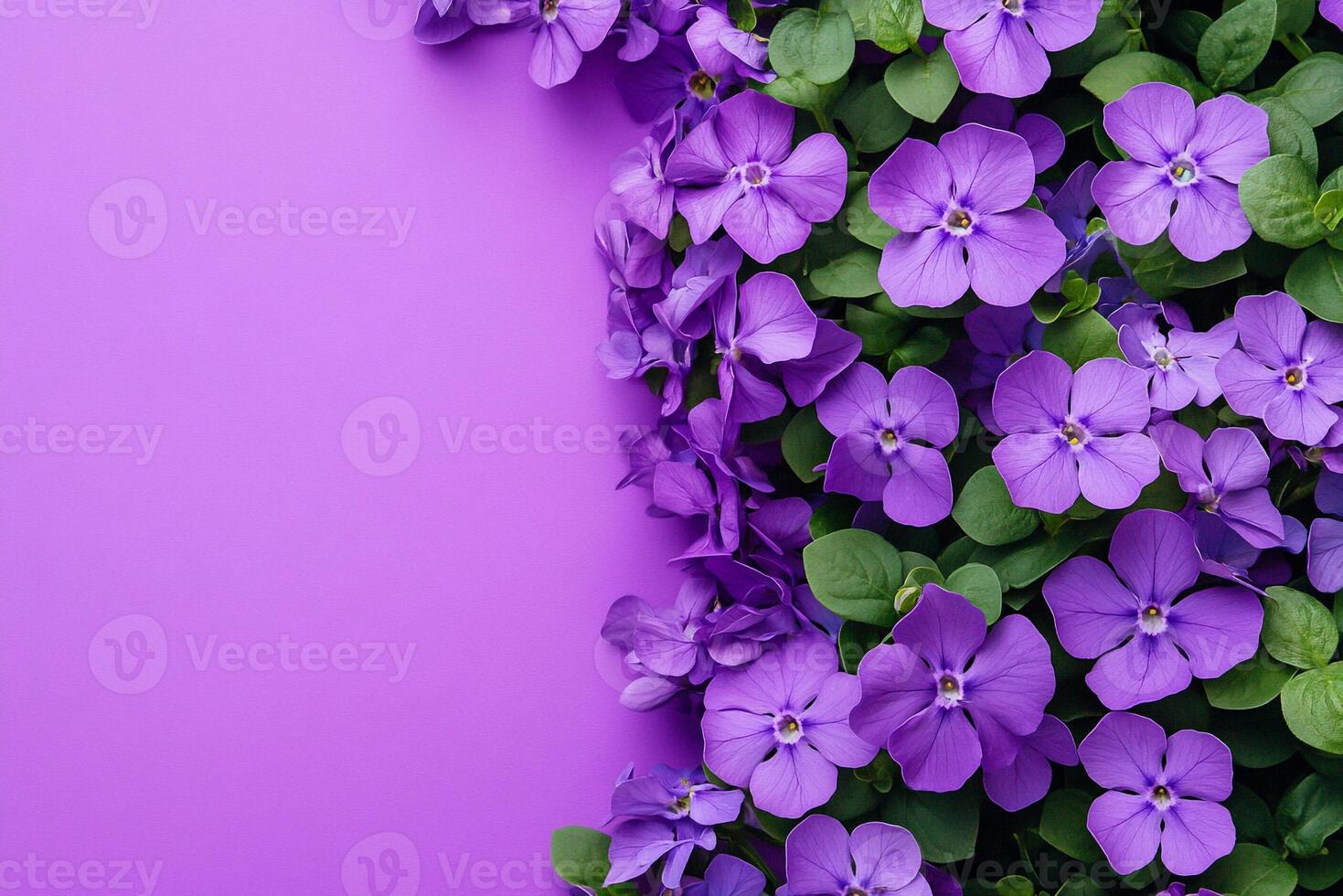 Top view photorealistic Aubrieta, flower set on a vibrant background photo