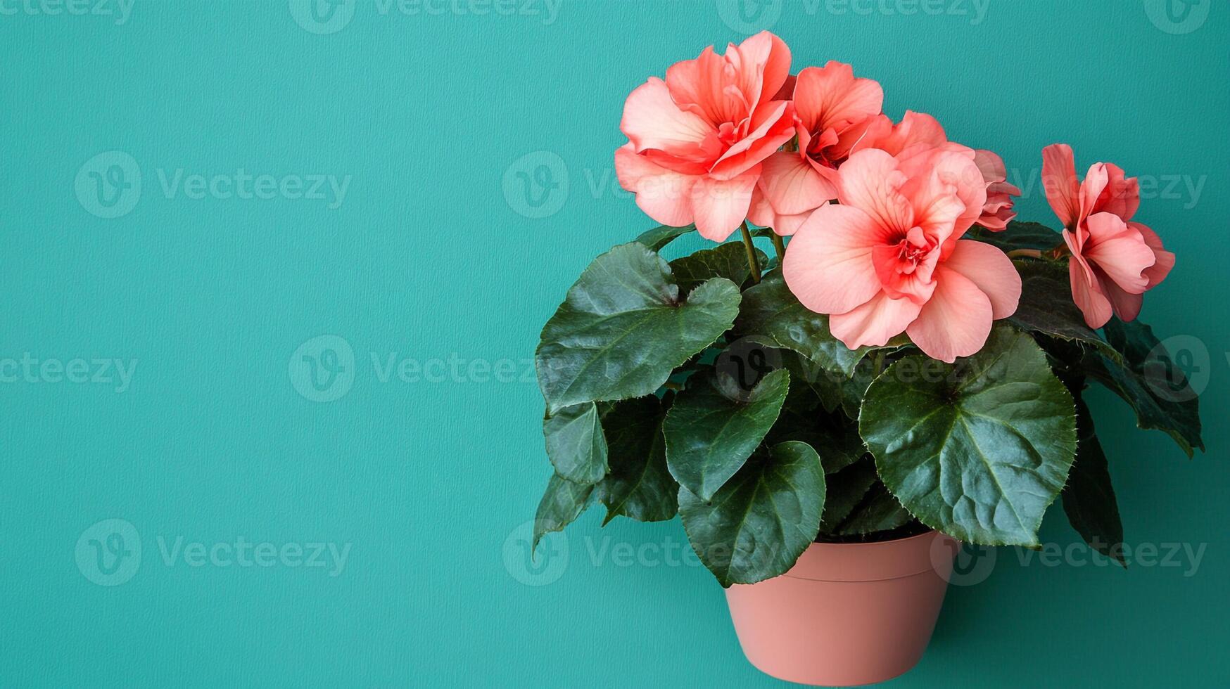 Top view Begonia on a vibrant background, flower setting photo