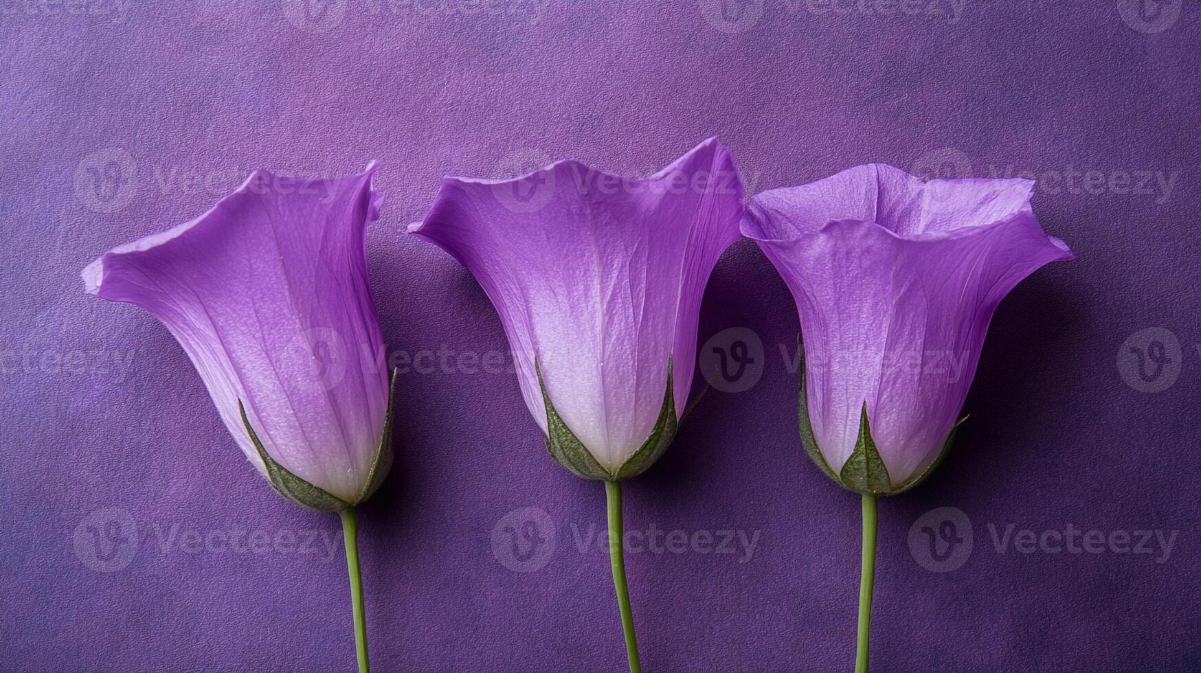 Top view Bellflower dwarf species on a vibrant background, flower setting photo