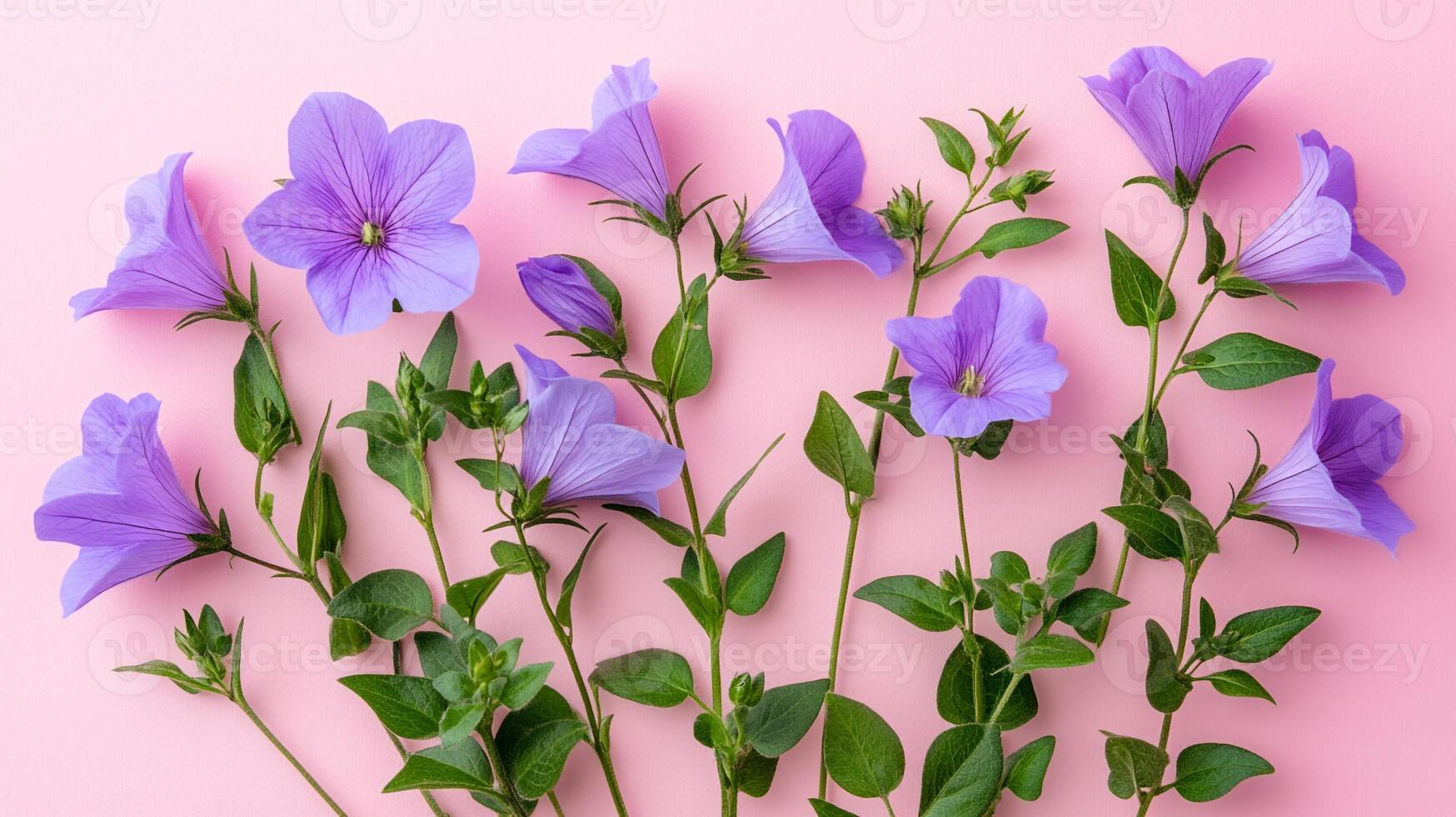 Bellflower dwarf species on a vibrant background, top view photorealistic flower photo