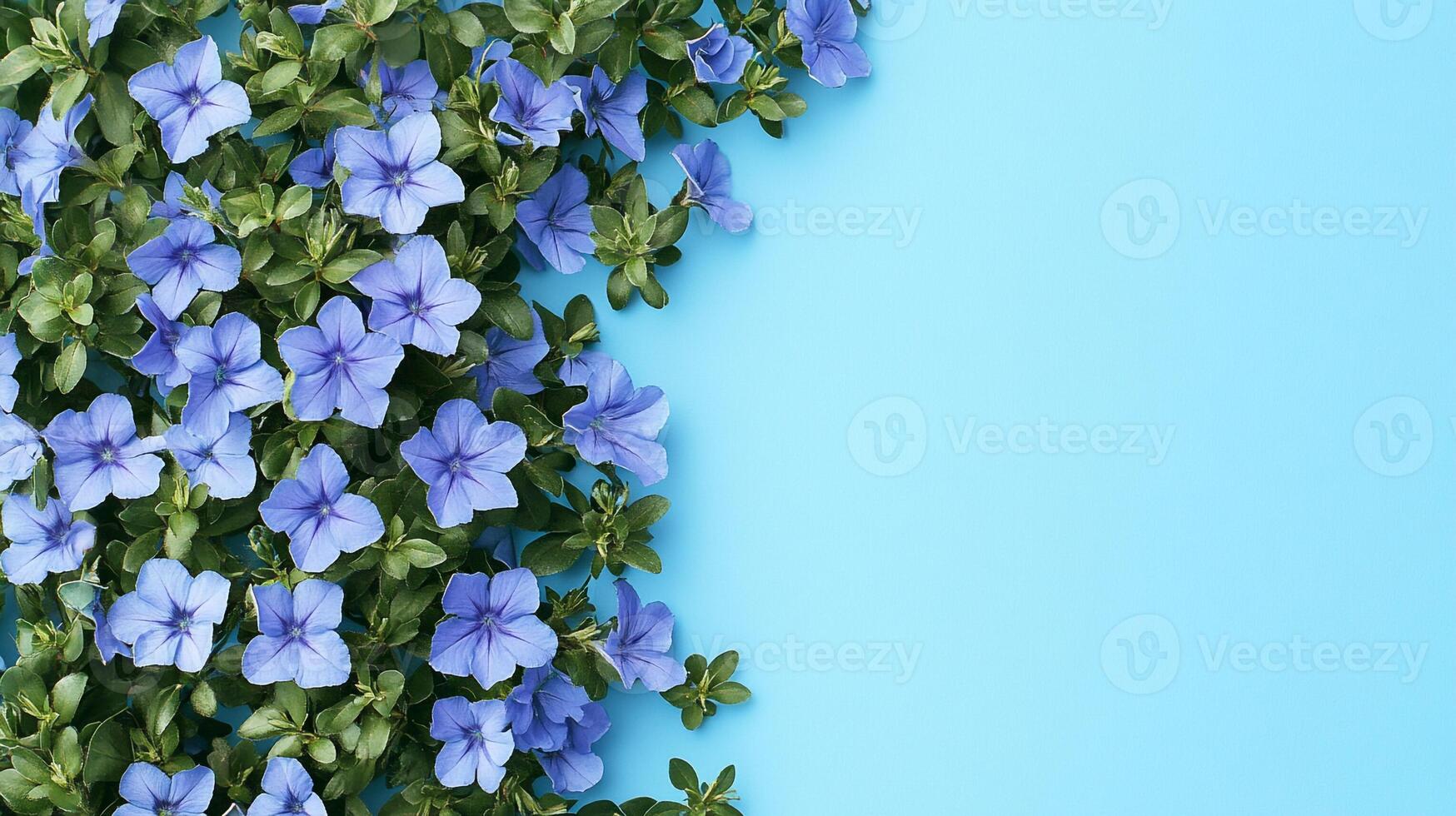 Bellflower dwarf species on a vibrant background, photorealistic top view Bellflower dwarf species flower photo