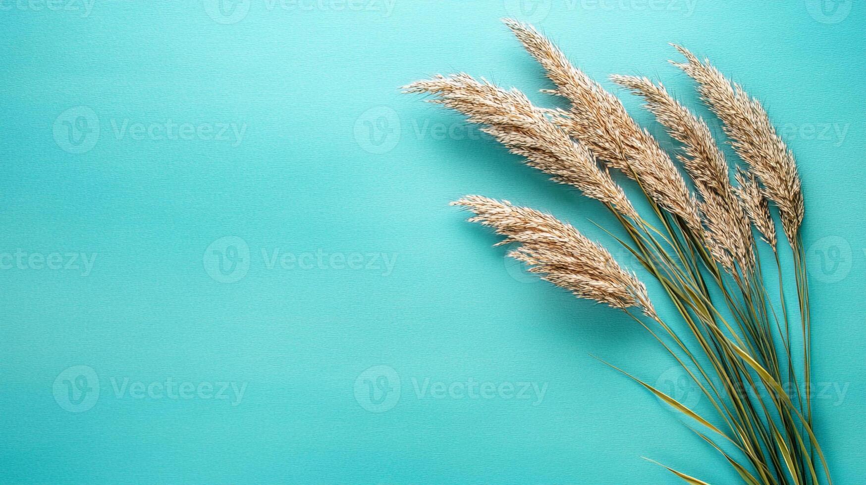 Top view Big Bluestem on a vibrant background, plant setting photo