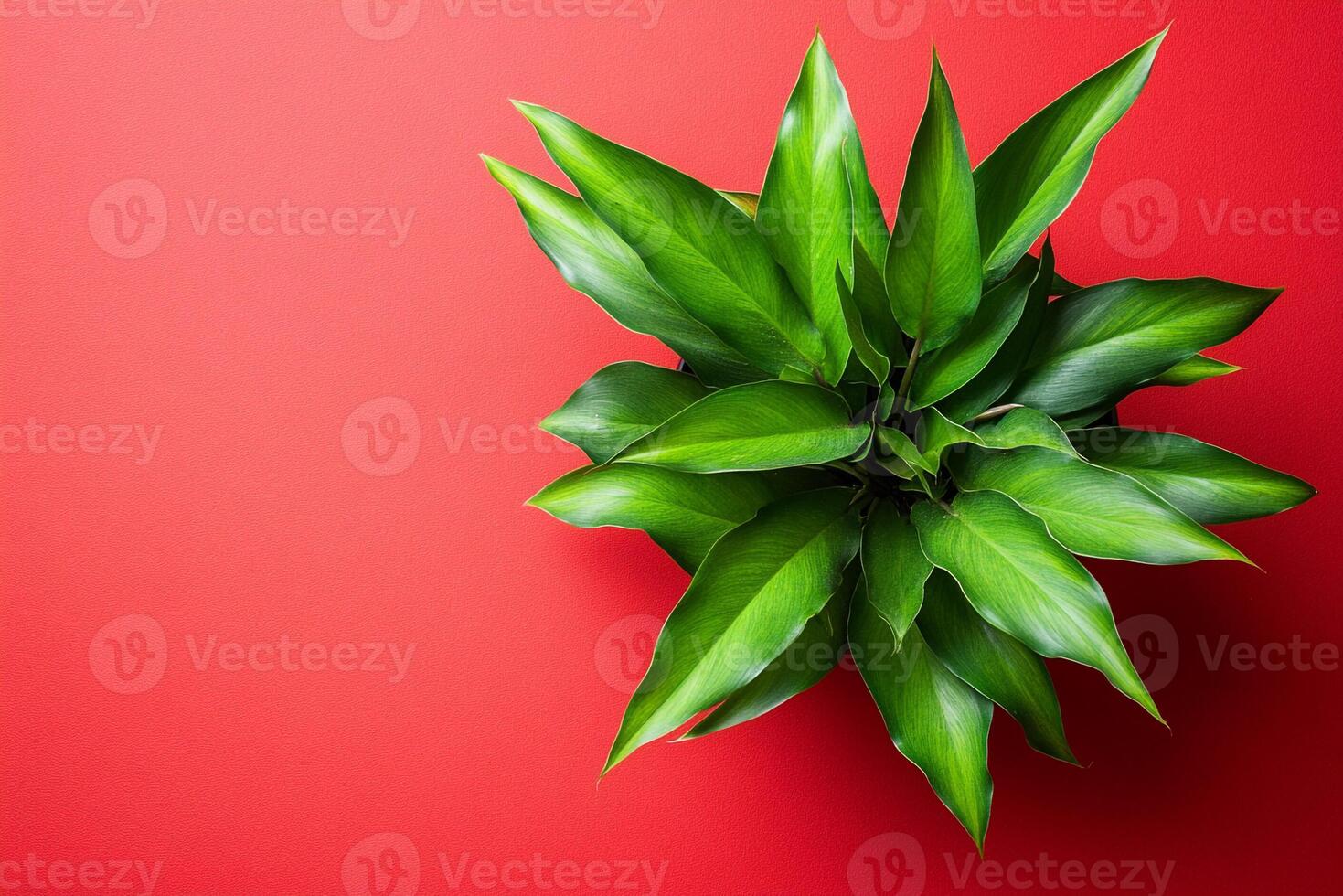 Top view Birds Nest Fern on a vibrant background, plant setting photo