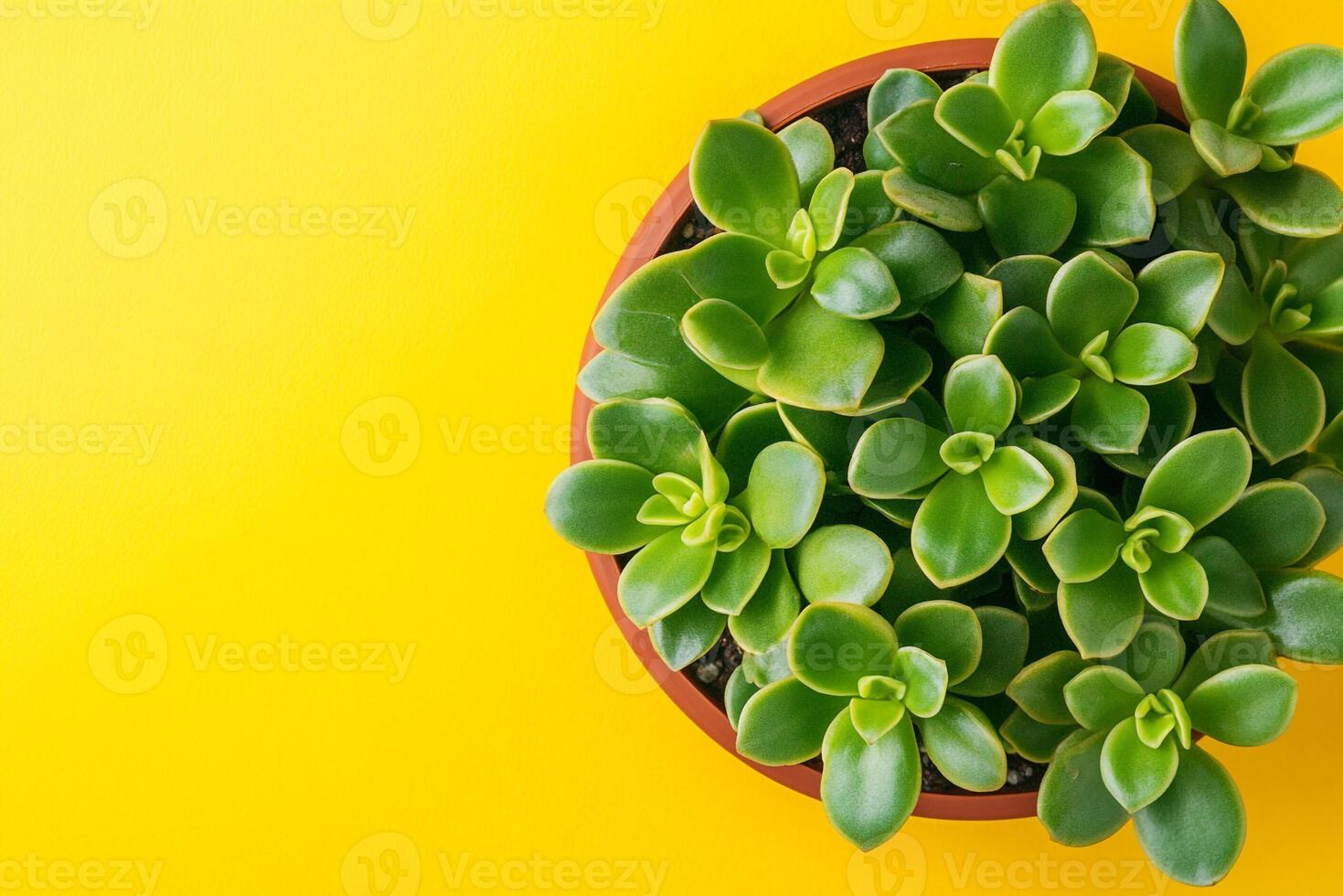 Crassula ovata on a vibrant background, top view photorealistic plant photo