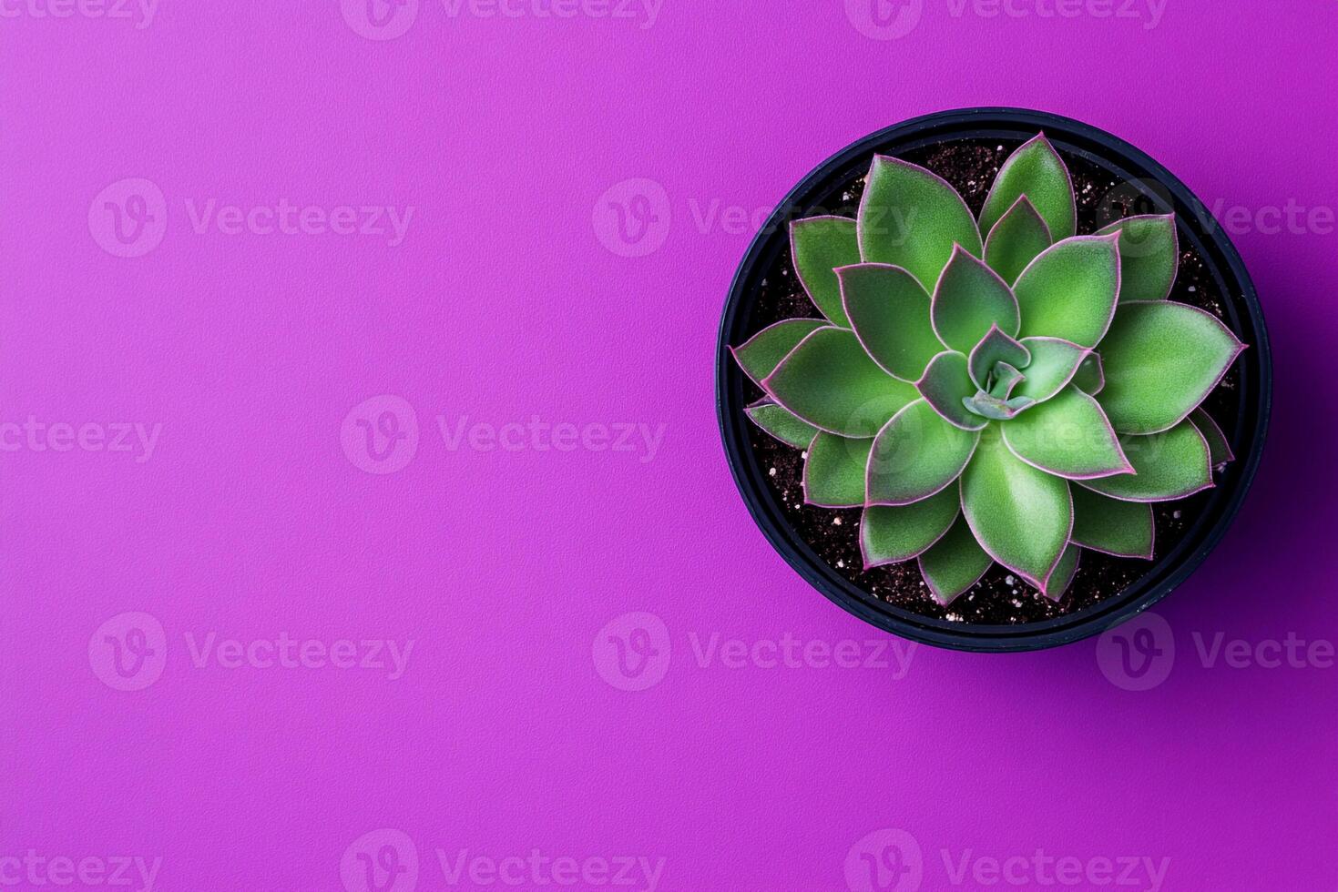 Crassula ovata on a vibrant background, photorealistic top view Crassula ovata plant photo