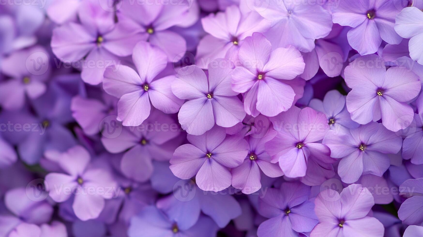 Top view Creeping Phlox on a vibrant background, plant setting photo