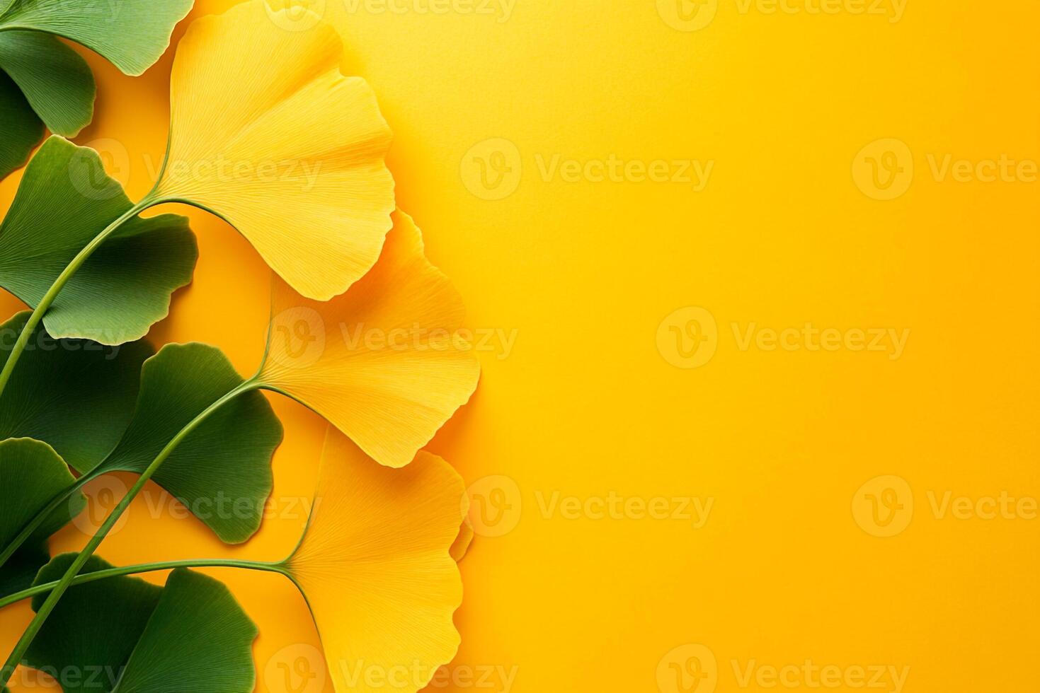 Ginkgo biloba on a vibrant background, photorealistic top view Ginkgo biloba plant photo