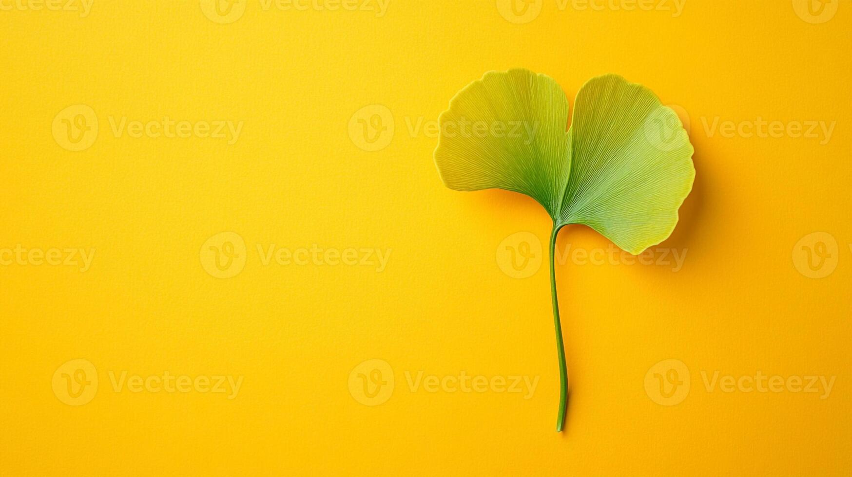 Top view Ginkgo on a vibrant background, plant setting photo