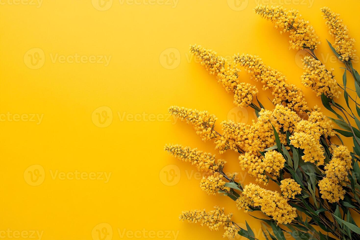 Top view Goldenrod on a vibrant background, plant setting photo