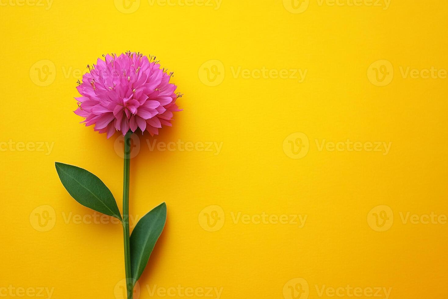 Gomphrena on a vibrant background, photorealistic top view Gomphrena plant photo