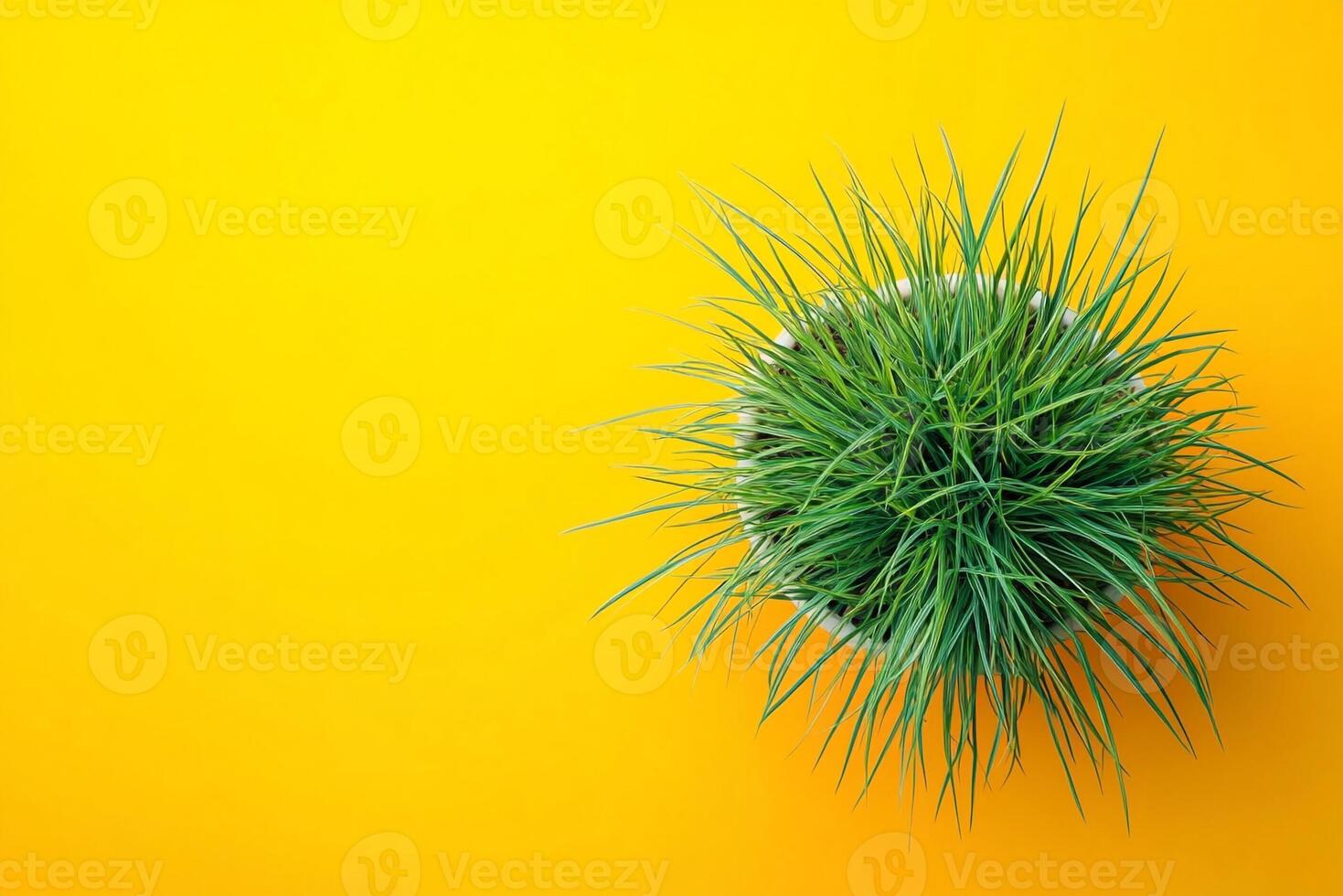 Grass Tree on a vibrant background, top view photorealistic plant photo