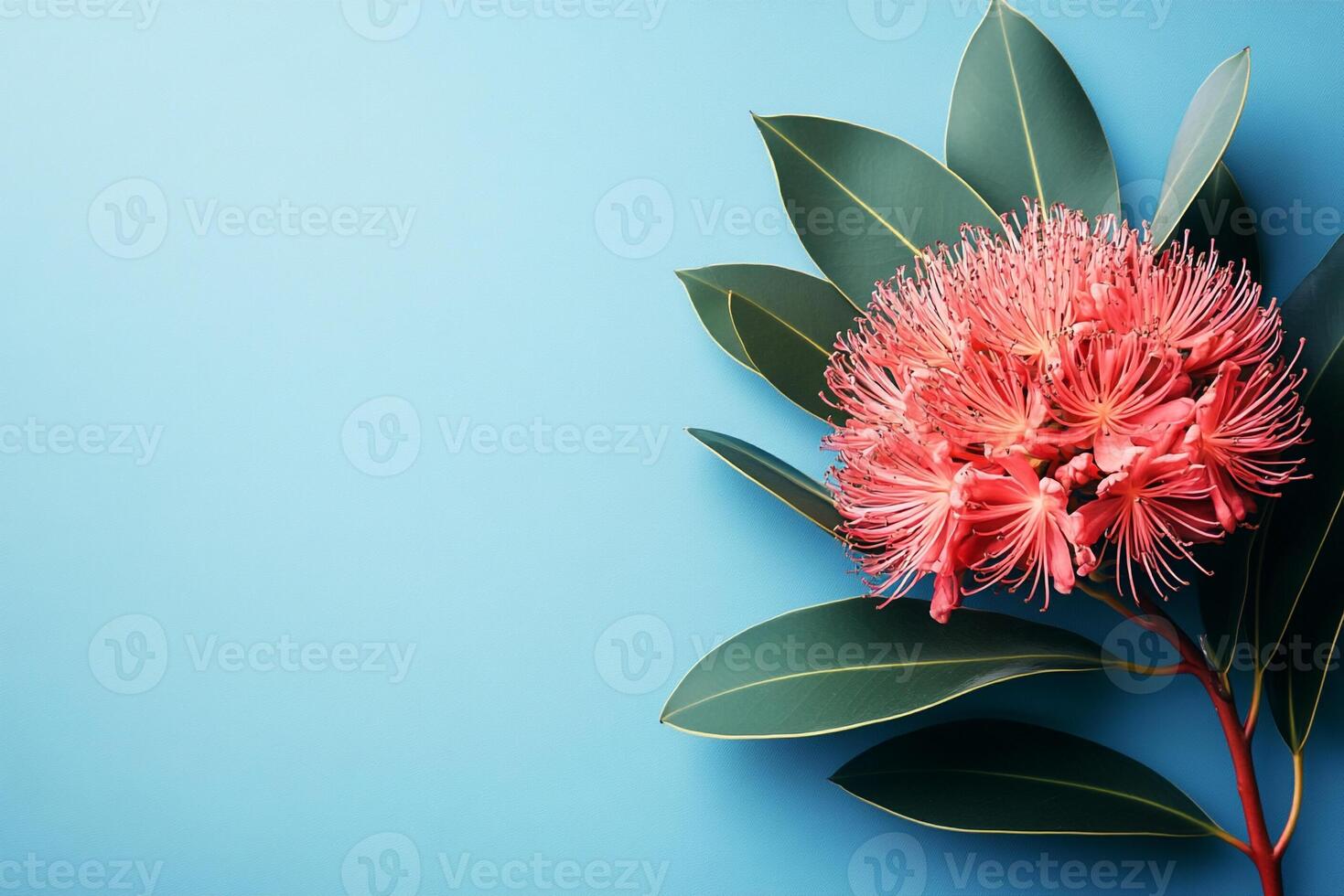 Top view photorealistic Hakea, plant set on a vibrant background photo