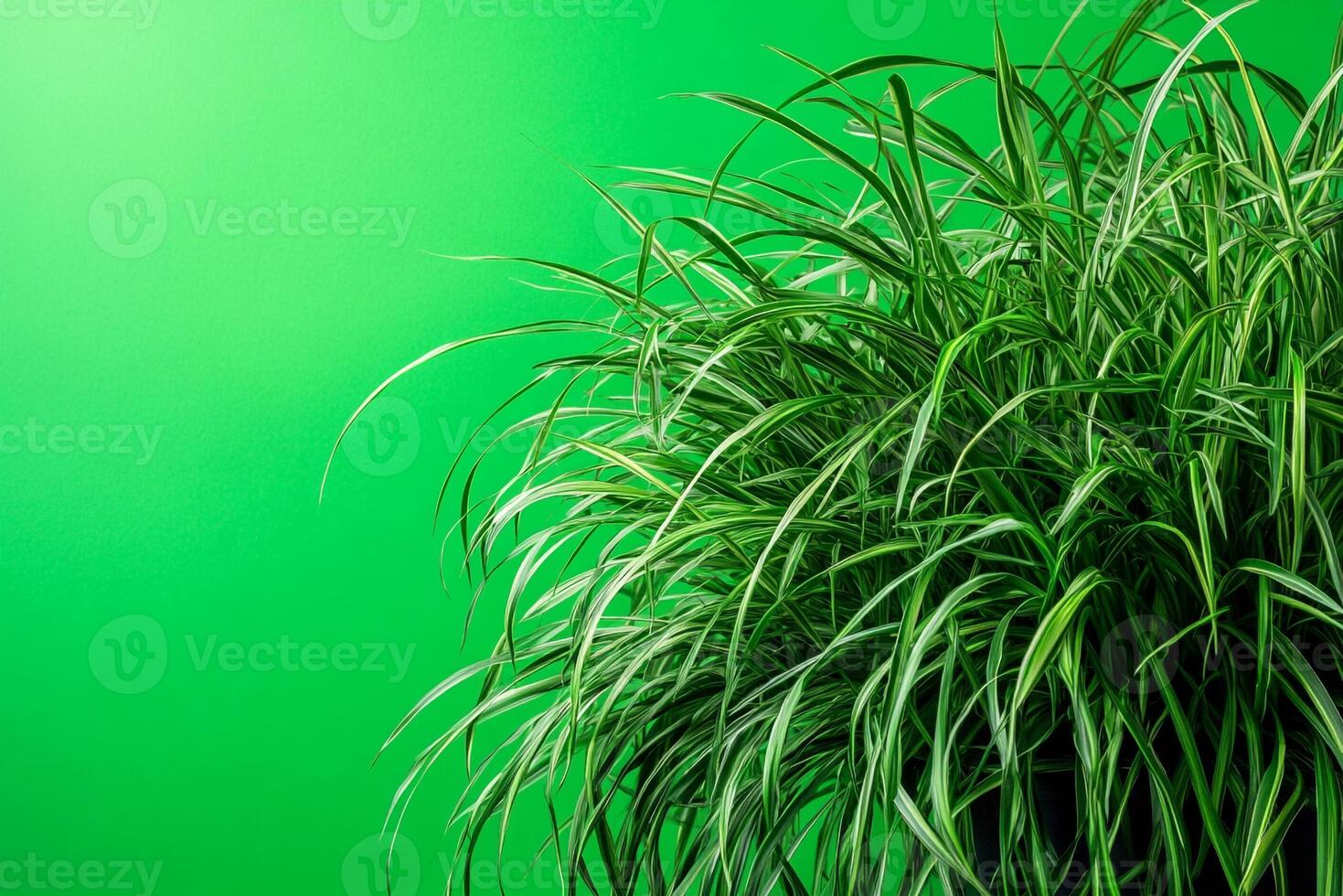 Hakonechloa on a vibrant background, photorealistic top view Hakonechloa plant photo