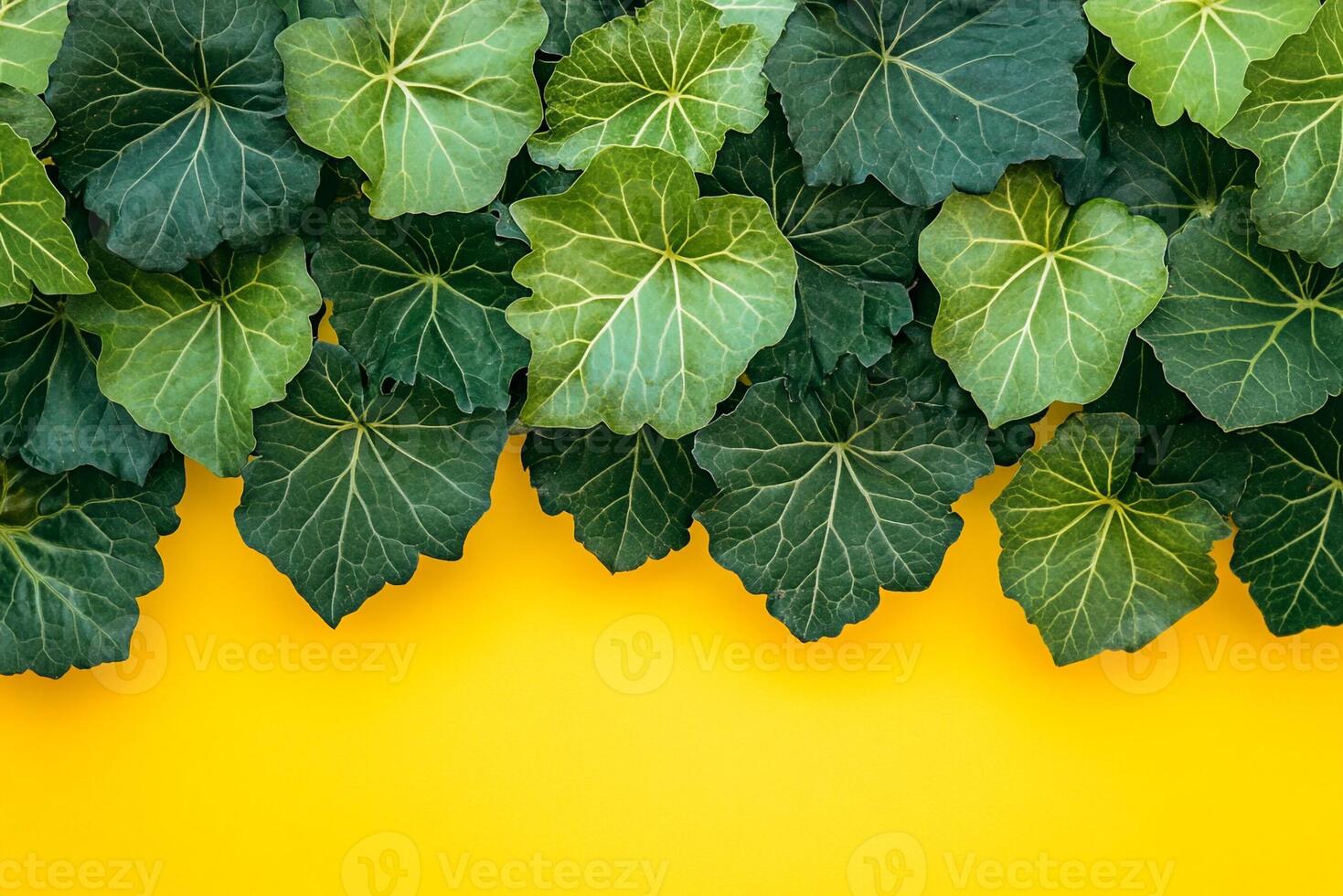 Ladys Mantle on a vibrant background, top view photorealistic flower photo