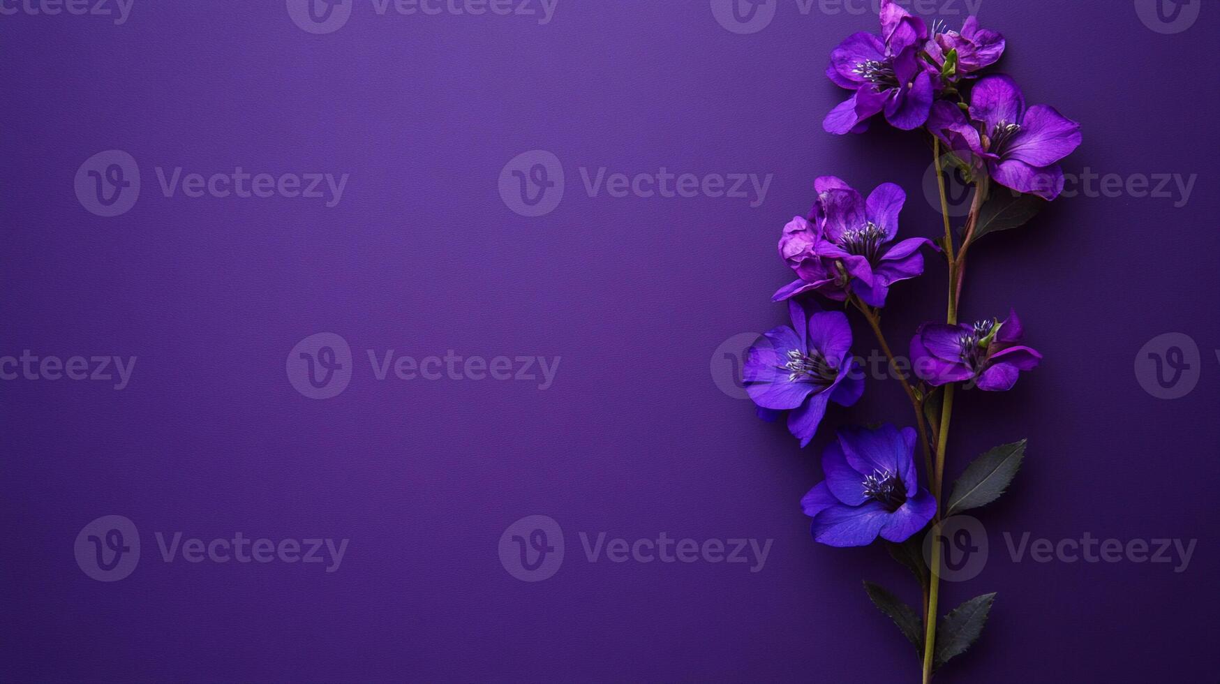 Top view Matthiola on a vibrant background, flower setting photo