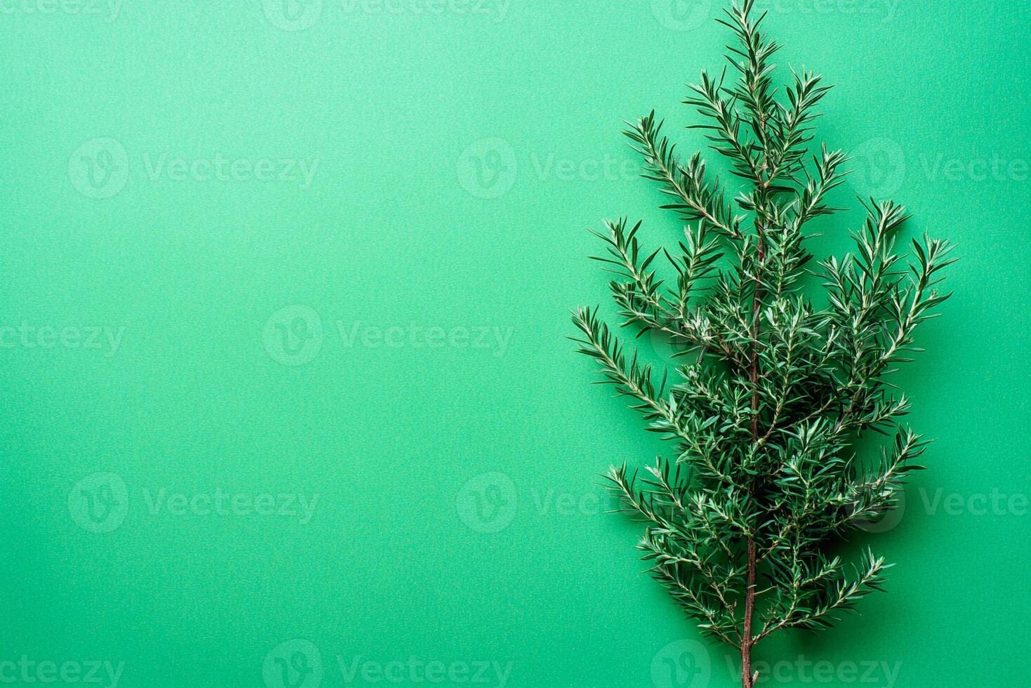 Melaleuca on a vibrant background, top view photorealistic plant photo