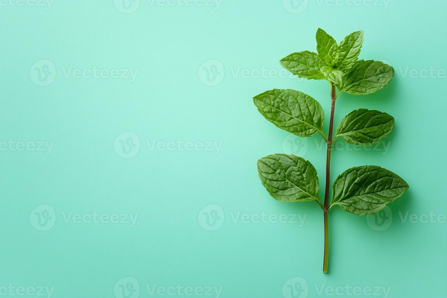 Mentha piperita on a vibrant background, top view photorealistic flower photo