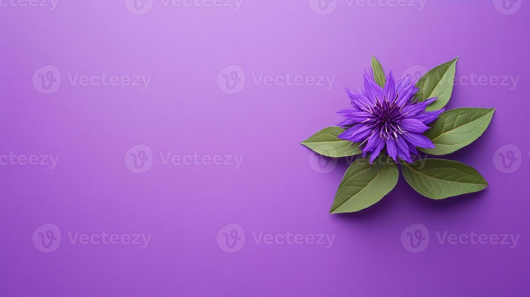 Top view Monarda on a vibrant background, flower setting photo