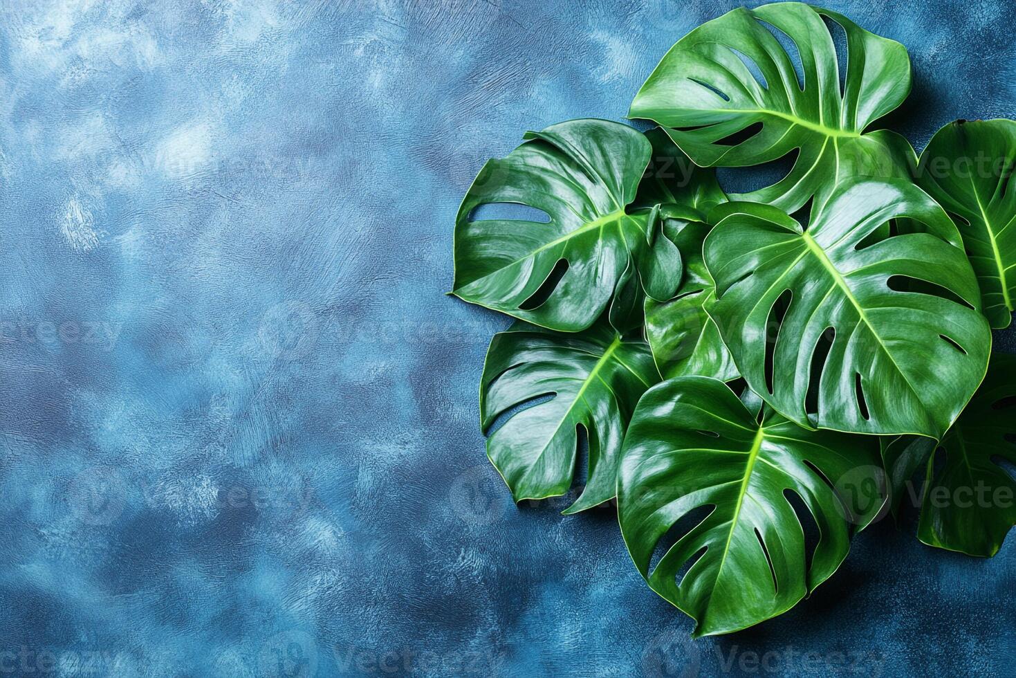 Top view Monstera deliciosa on a vibrant background, plant setting photo