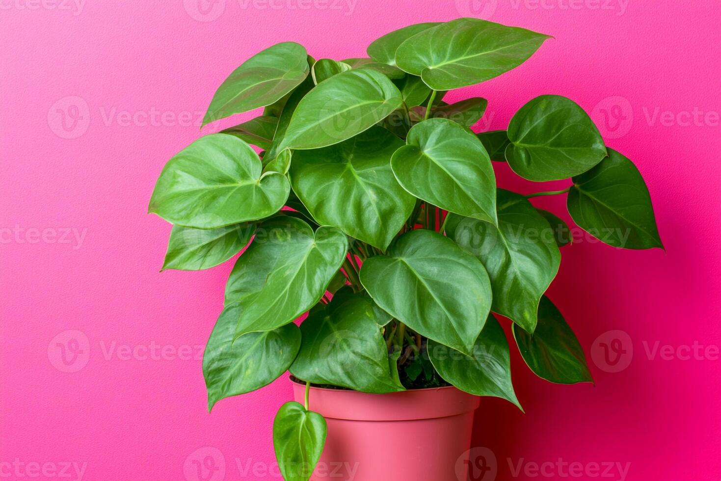 Top view photorealistic Monstera deliciosa, plant set on a vibrant background photo