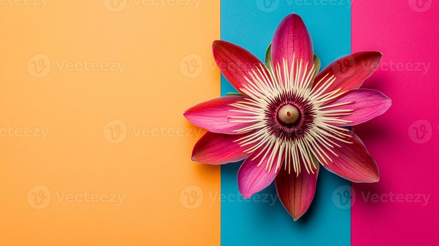 Top view Passiflora on a vibrant background, flower setting photo