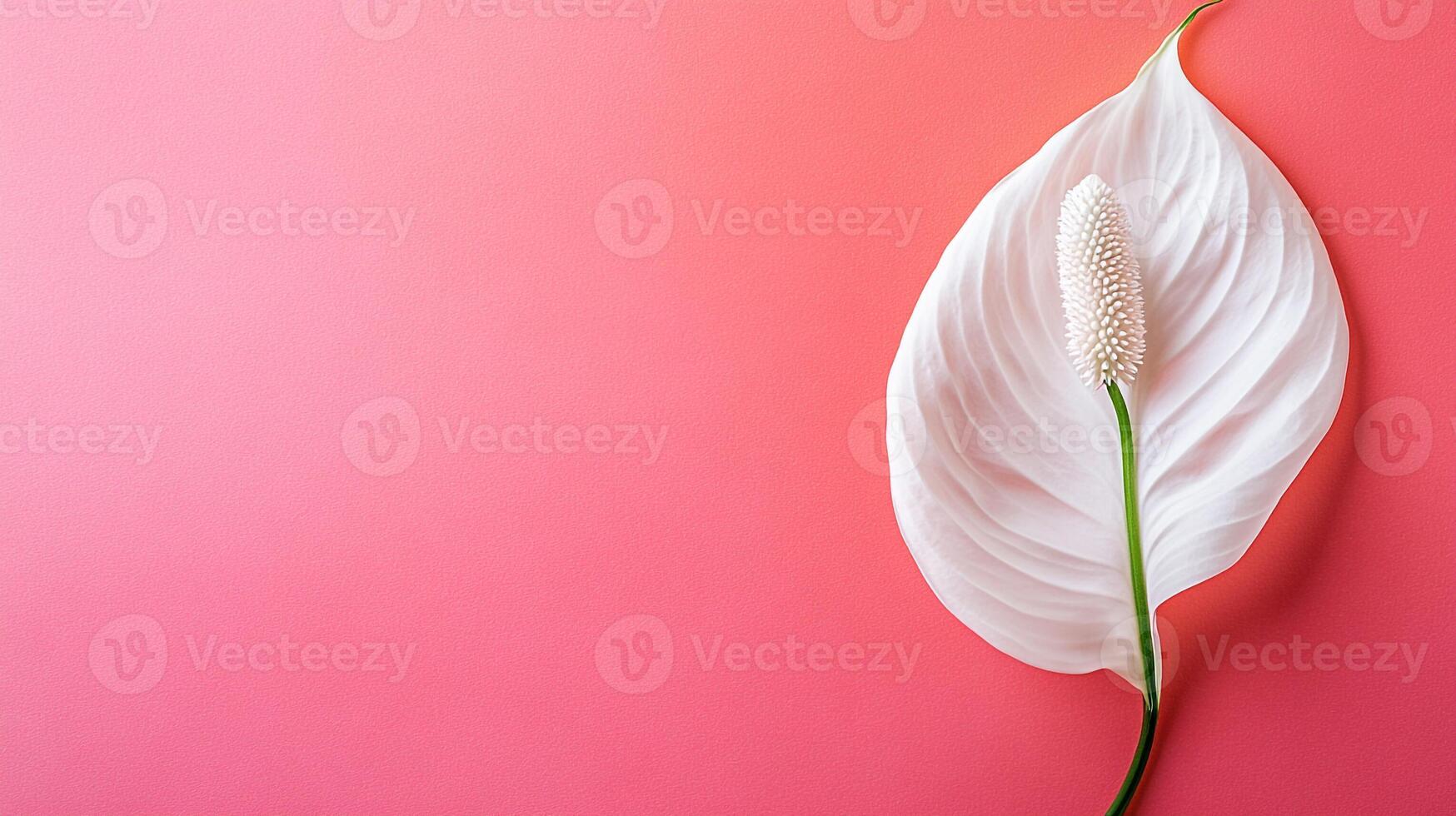 Top view Peace Lily on a vibrant background, flower setting photo