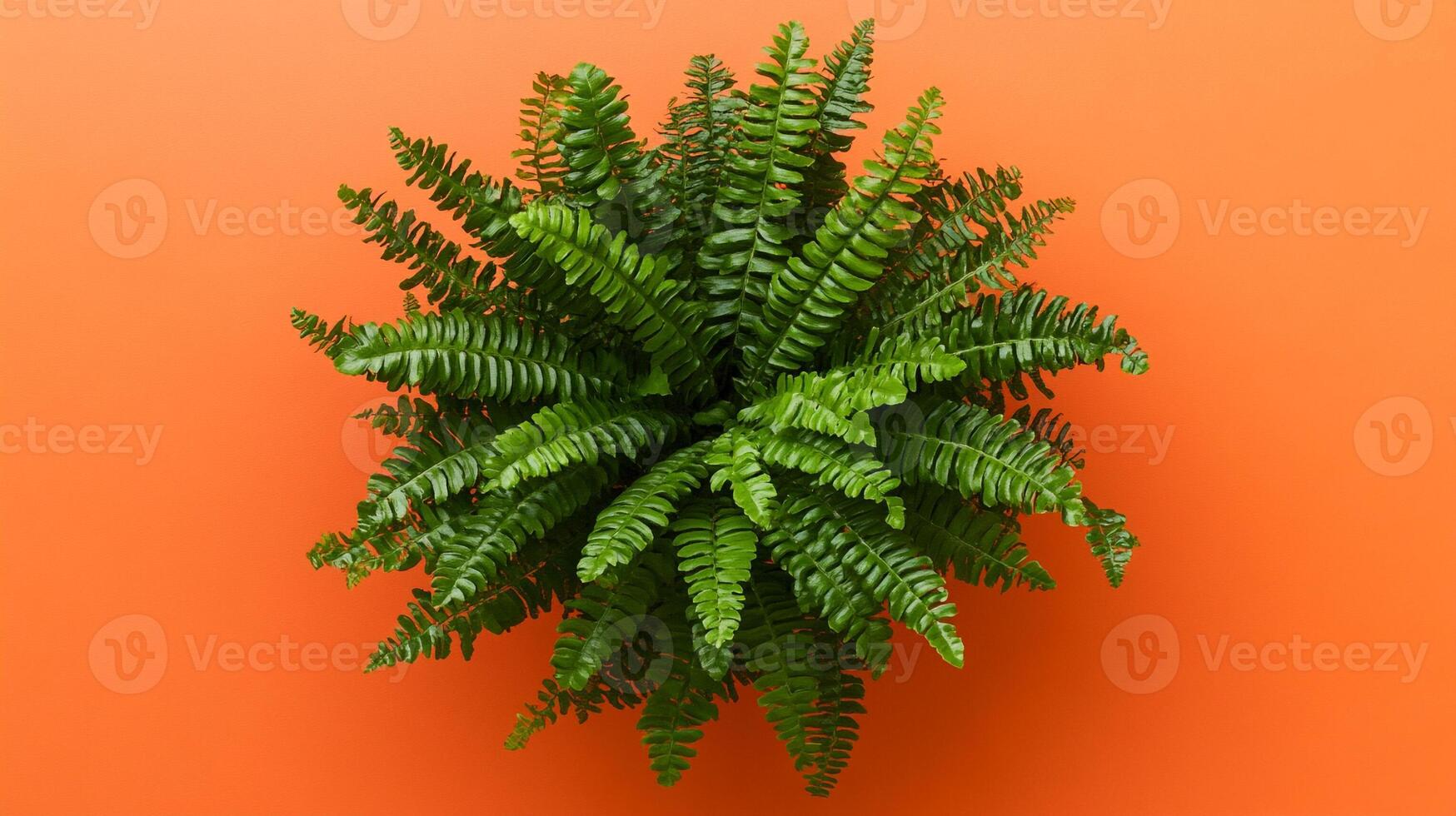 Top view photorealistic Shield Fern, plant set on a vibrant background photo