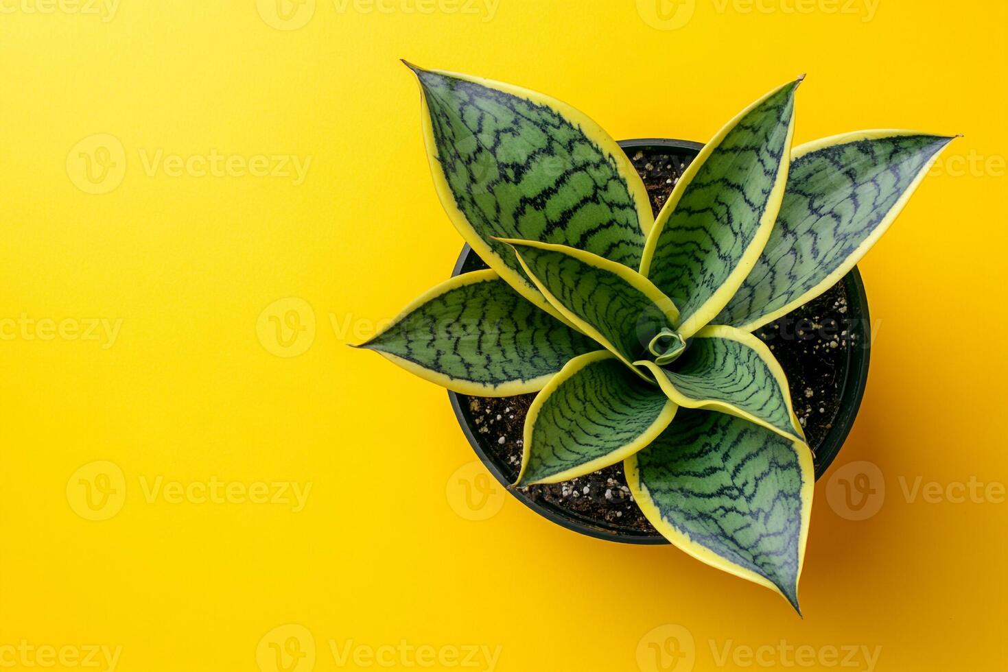 Top view Snake Plant on a vibrant background, plant setting photo