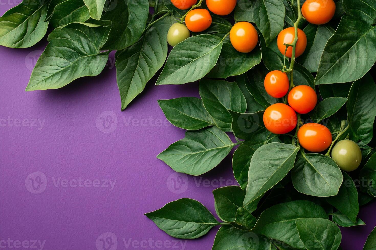 Top view Solanum tuberosum on a vibrant background, plant setting photo