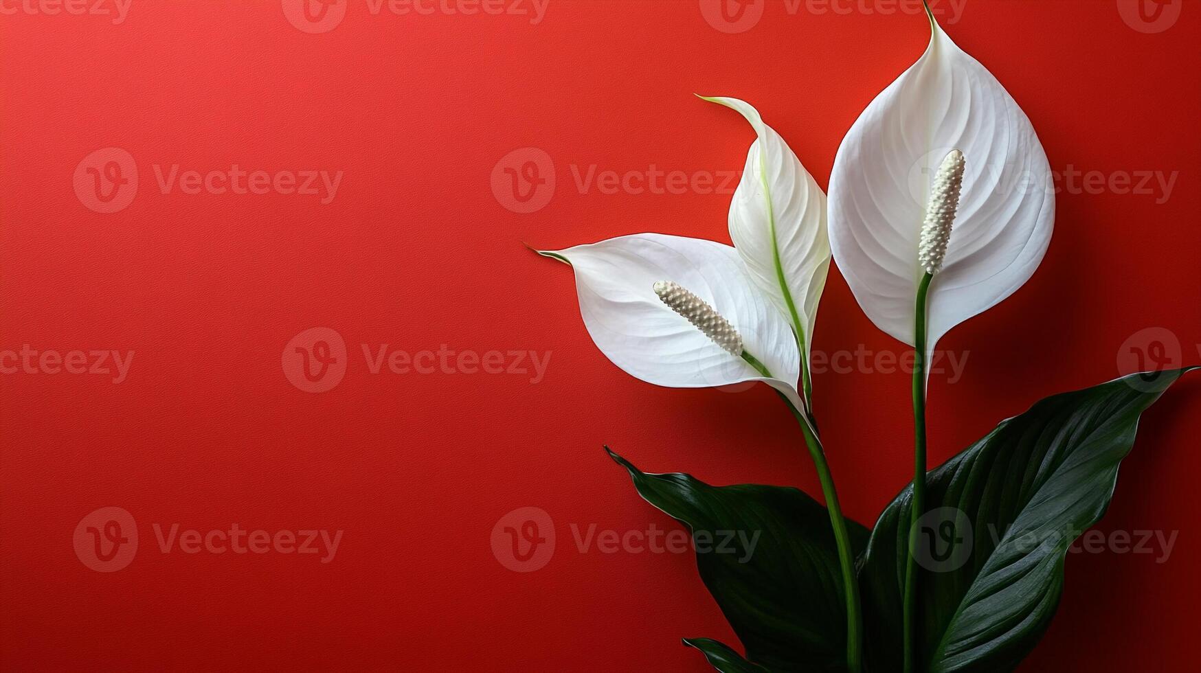 Top view Spathiphyllum on a vibrant background, flower setting photo