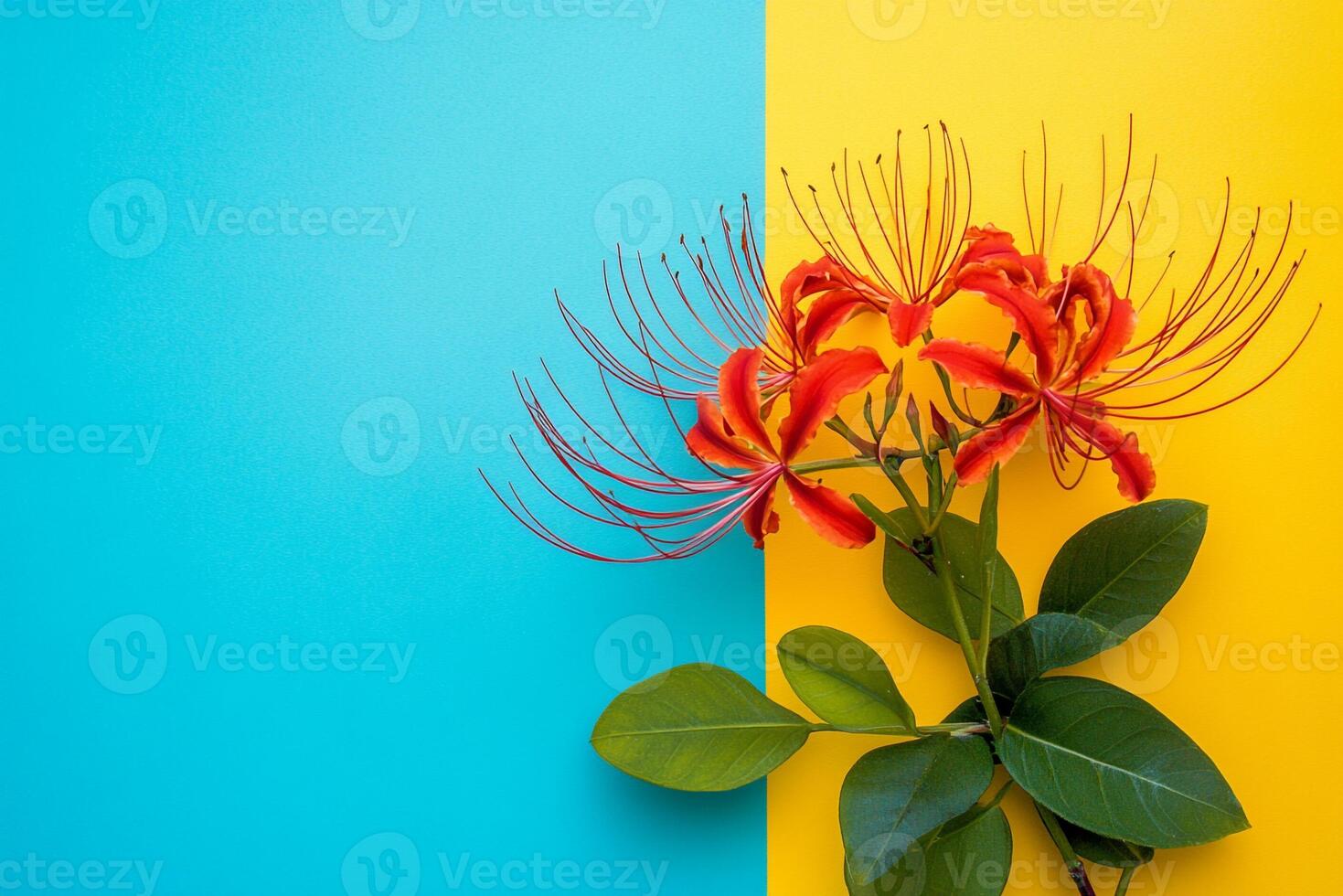 Top view photorealistic Spider Flower, flower set on a vibrant background photo