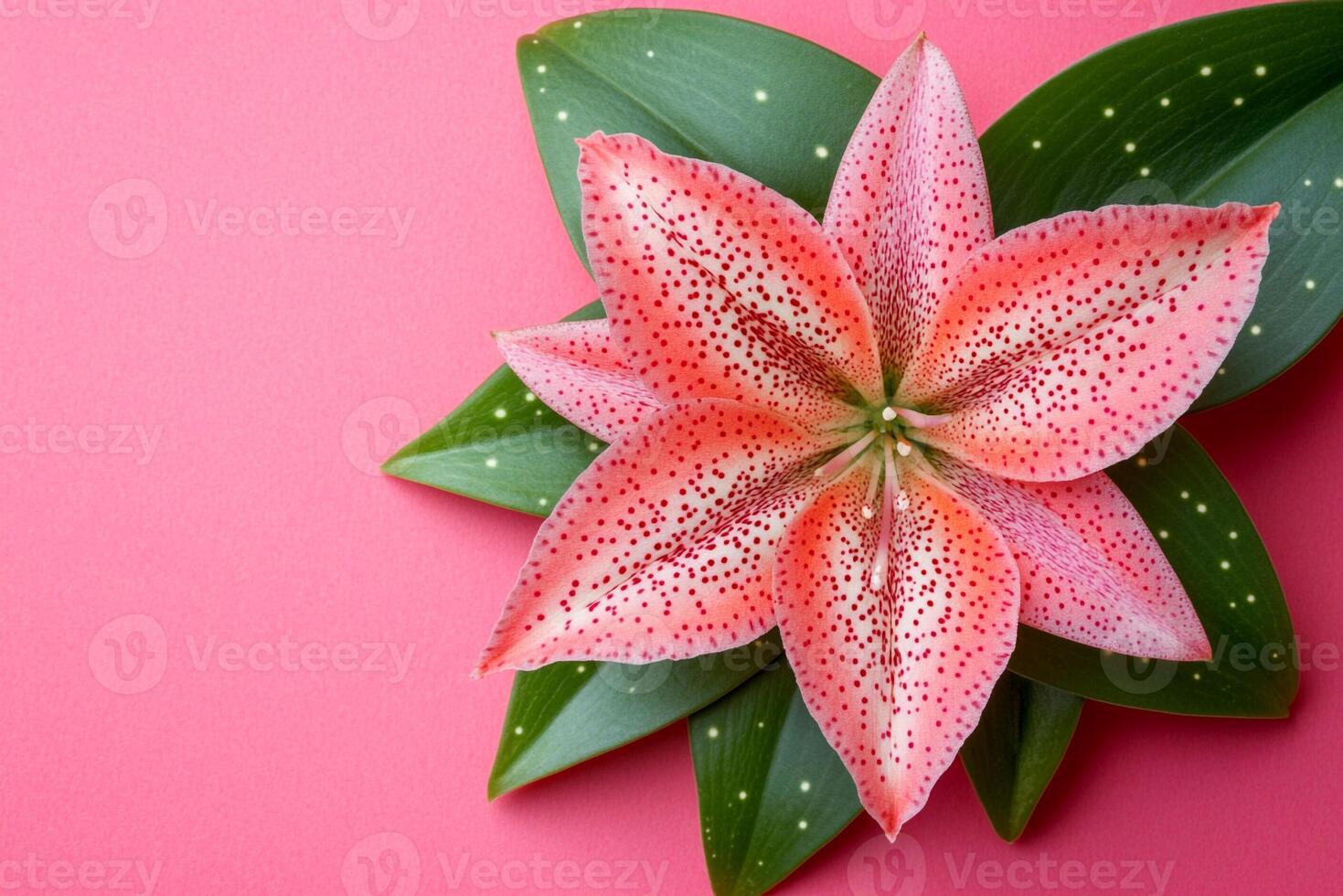 Top view Stapelia on a vibrant background, flower setting photo