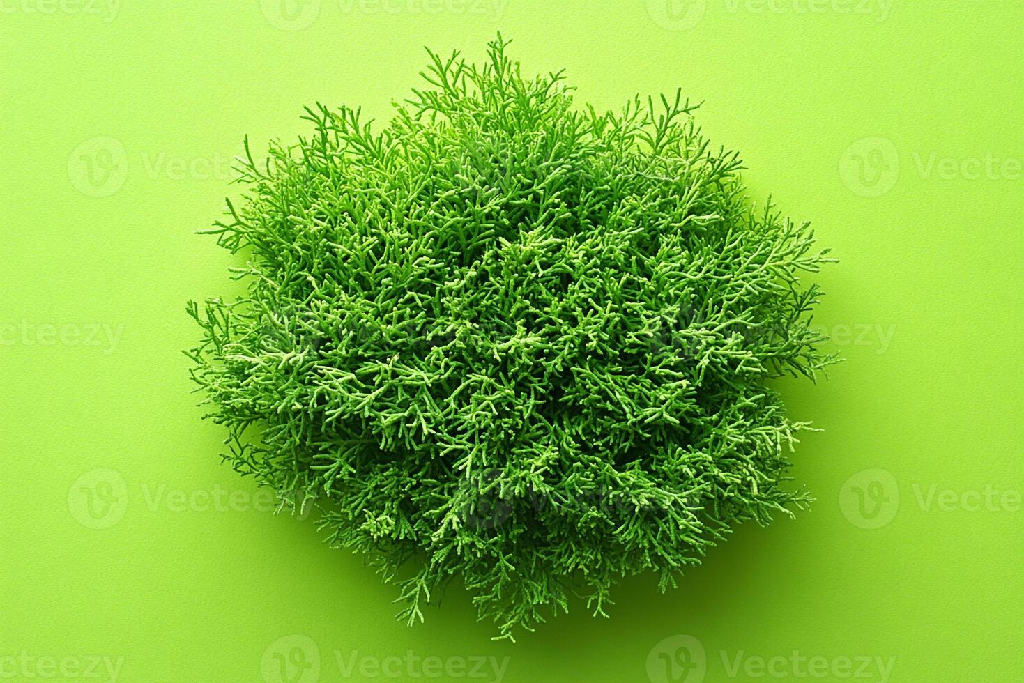 Statice on a vibrant background, photorealistic top view Statice plant photo