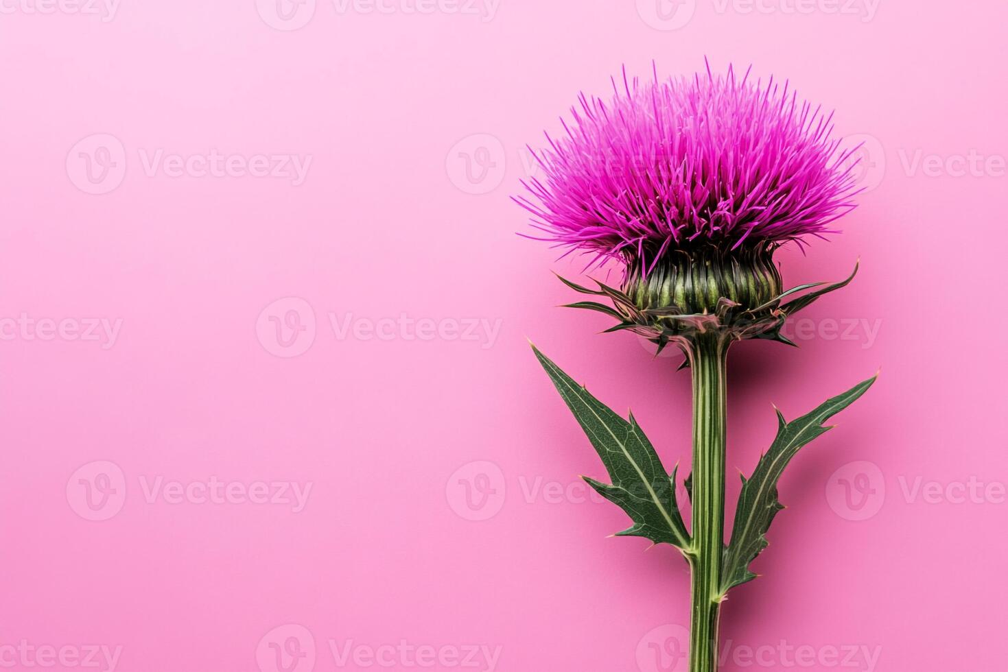 Top view photorealistic Stemless Carline Thistle, plant set on a vibrant background photo