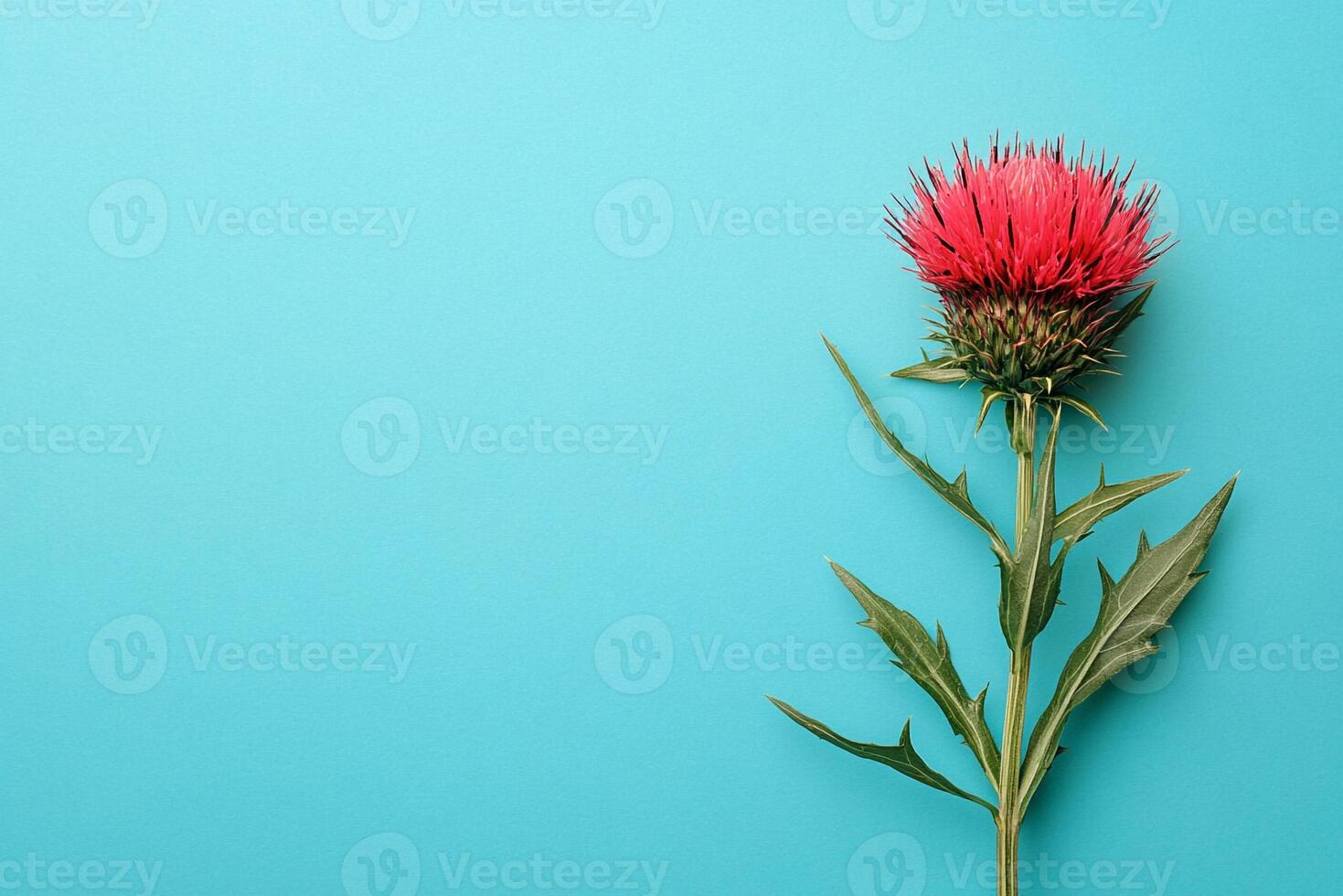 Top view Stemless Carline Thistle on a vibrant background, plant setting photo