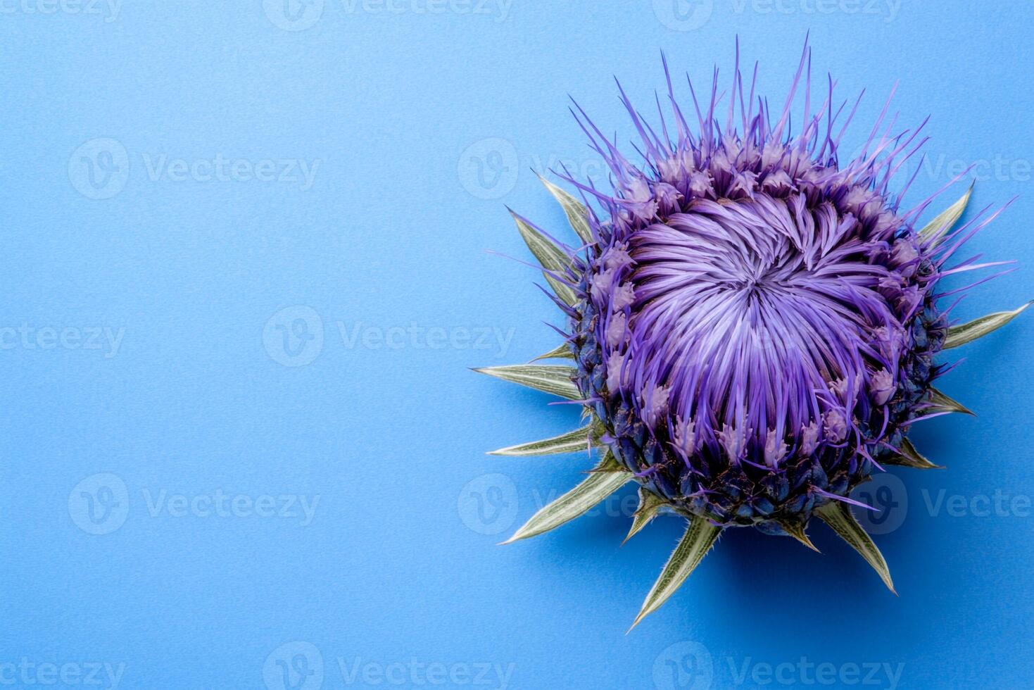 Stemless Carline Thistle on a vibrant background, photorealistic top view Stemless Carline Thistle plant photo