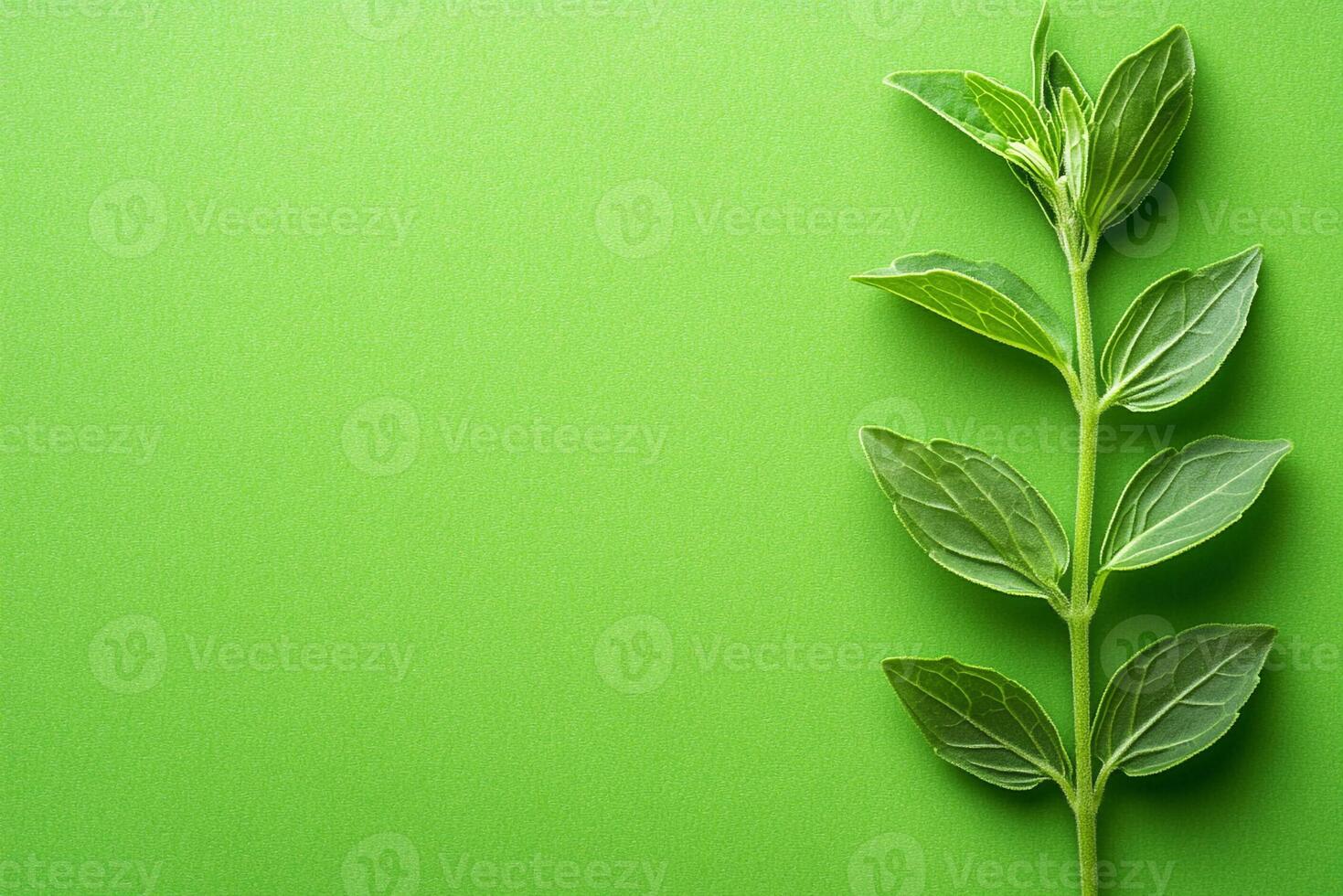 Top view Stevia on a vibrant background, plant setting photo