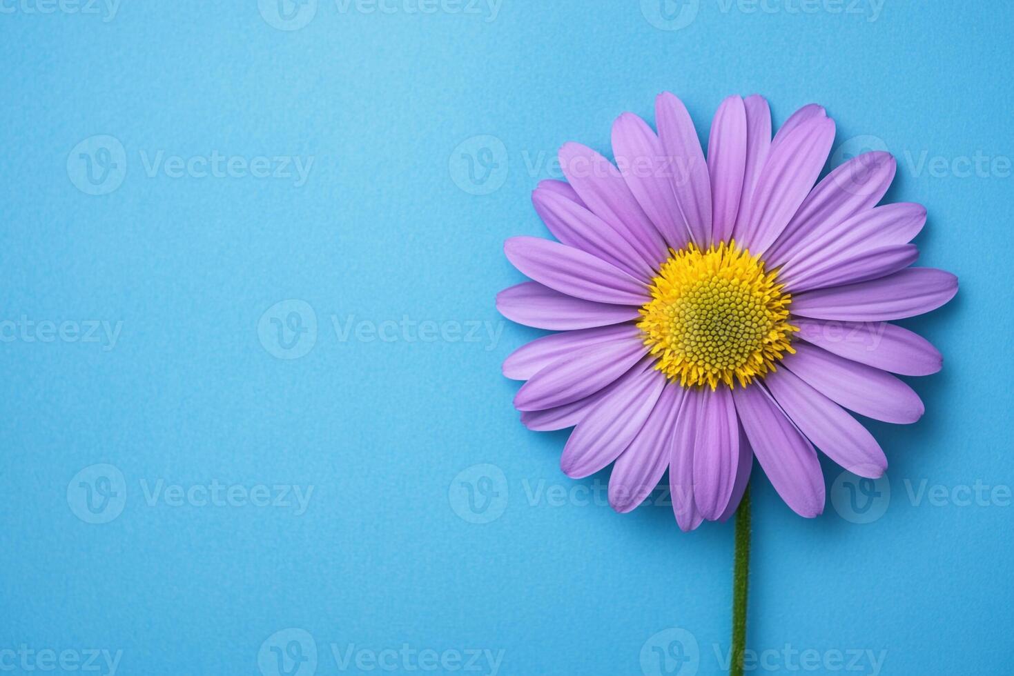 Top view photorealistic Stokes Aster, flower set on a vibrant background photo