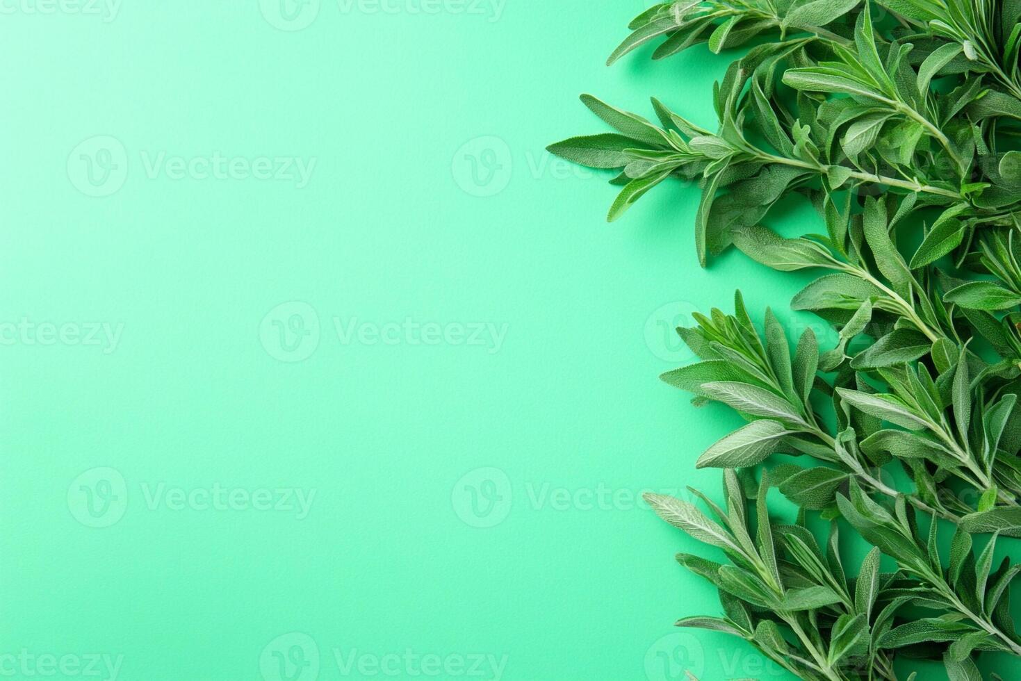 Top view Tarragon on a vibrant background, plant setting photo