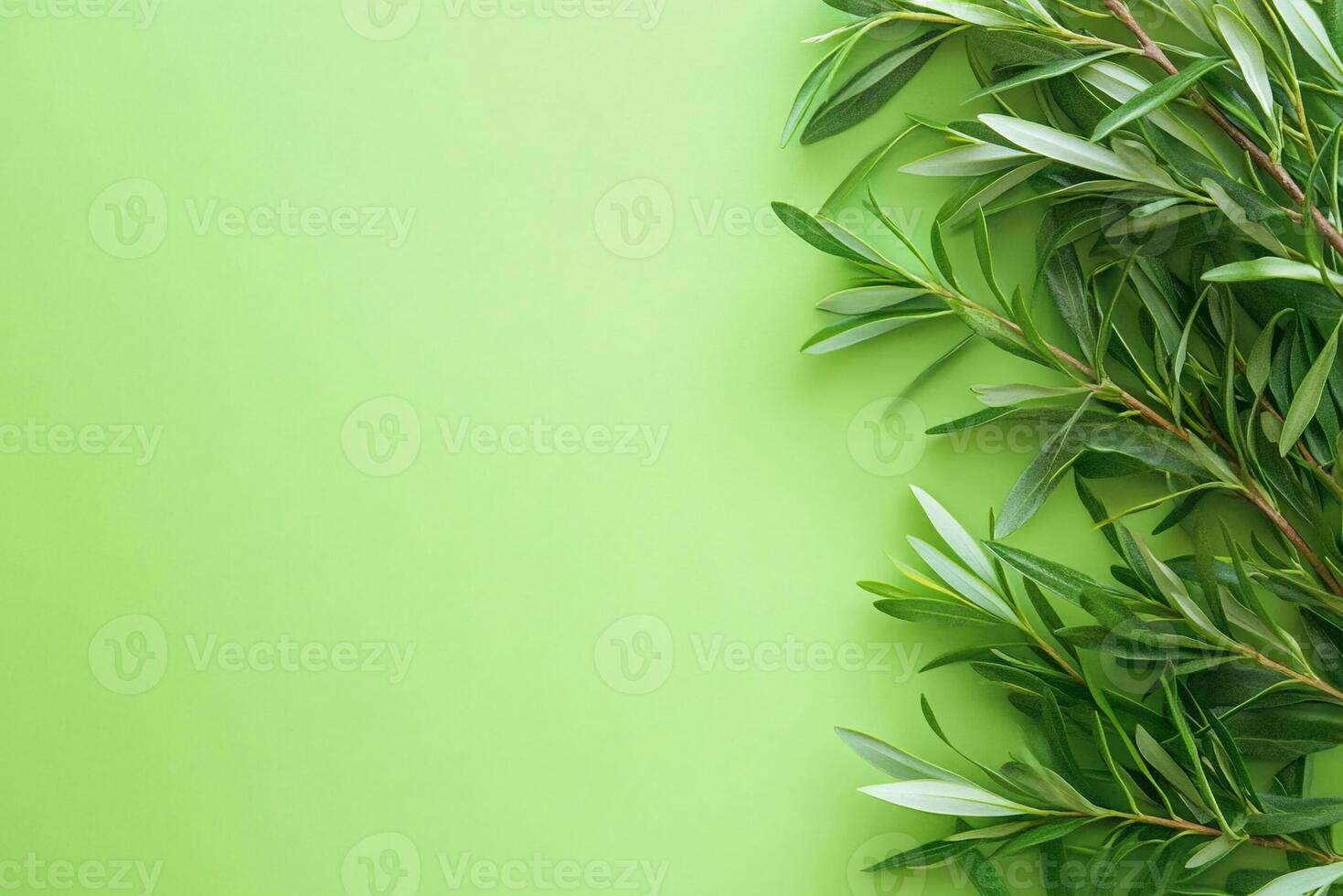 Top view Tea Tree on a vibrant background, plant setting photo