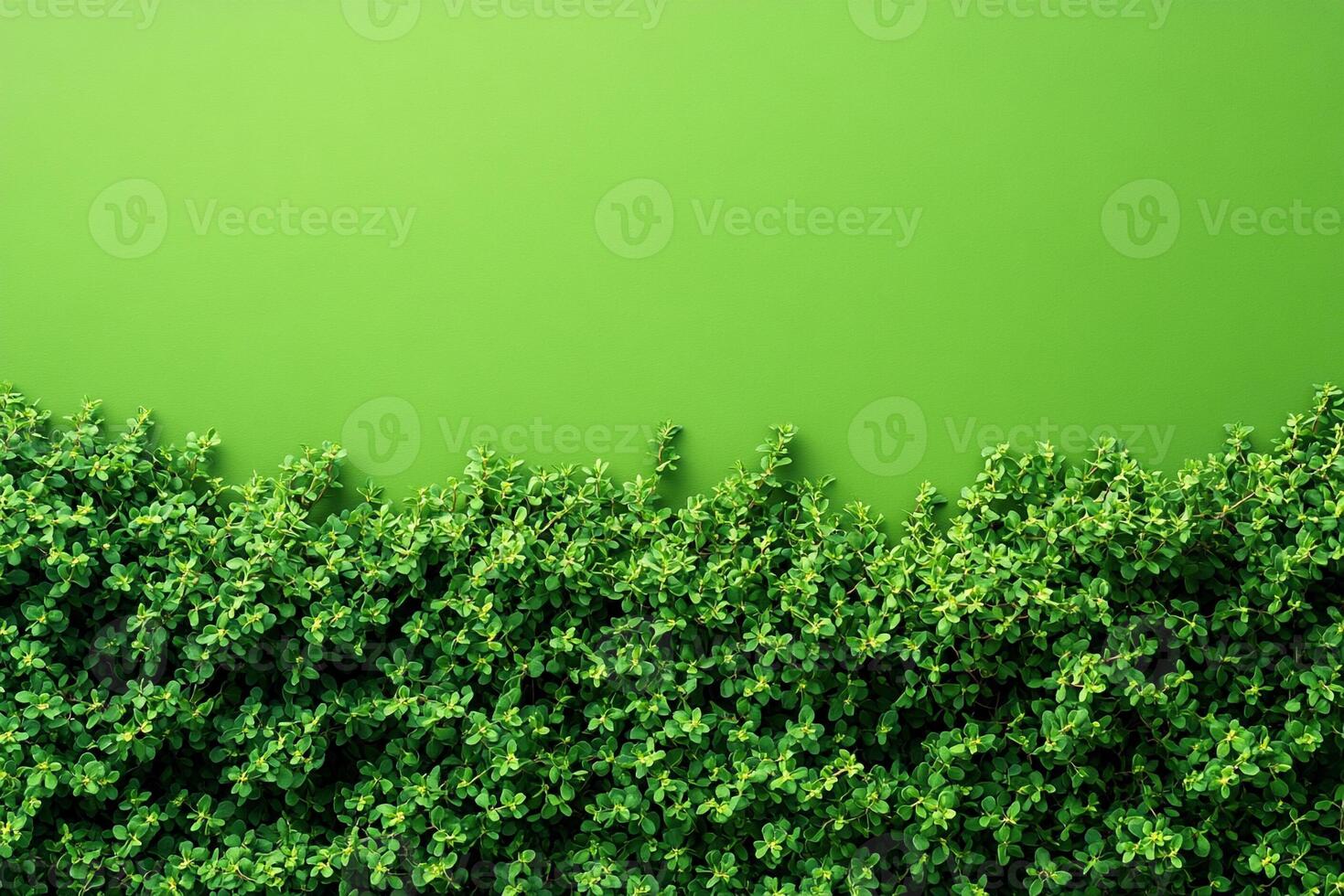 Top view Thyme creeping varieties on a vibrant background, plant setting photo